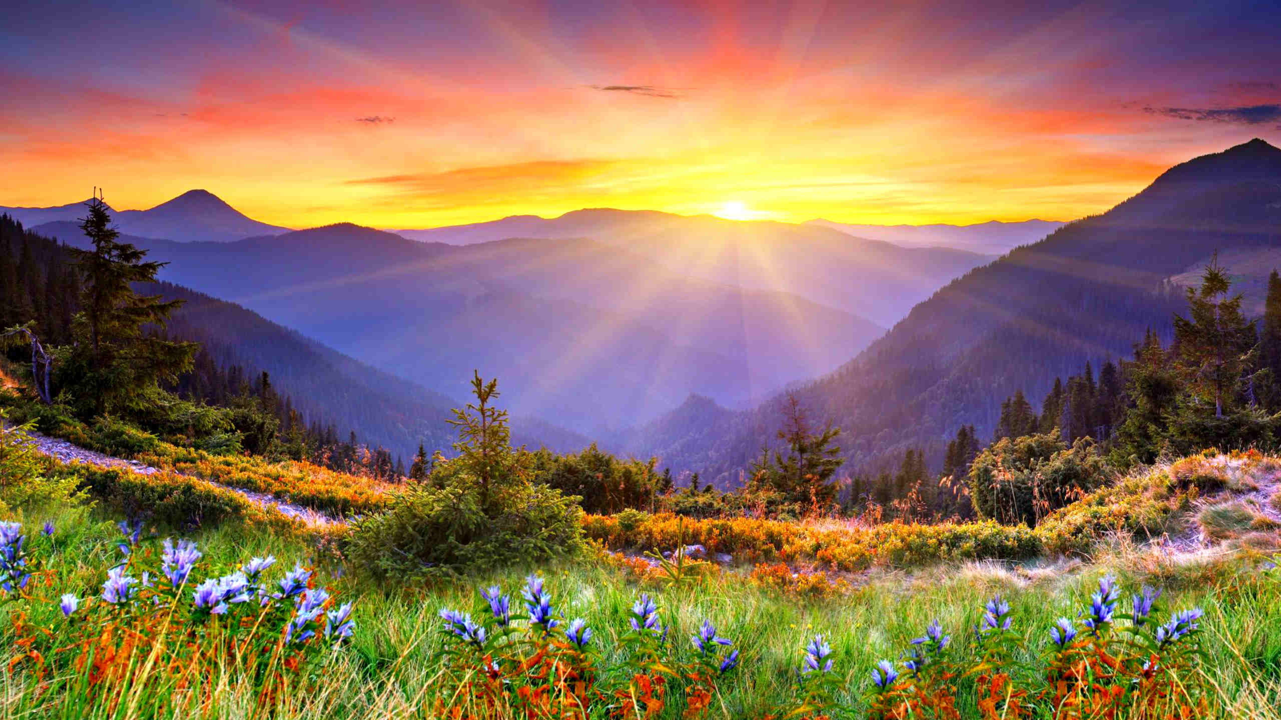 Awesome Sunset Sun Rays Forested Mountains, Beautiful Mountain Flowers With Green Grass Desktop Wallpaper Hd For Mobile Phones And Laptops