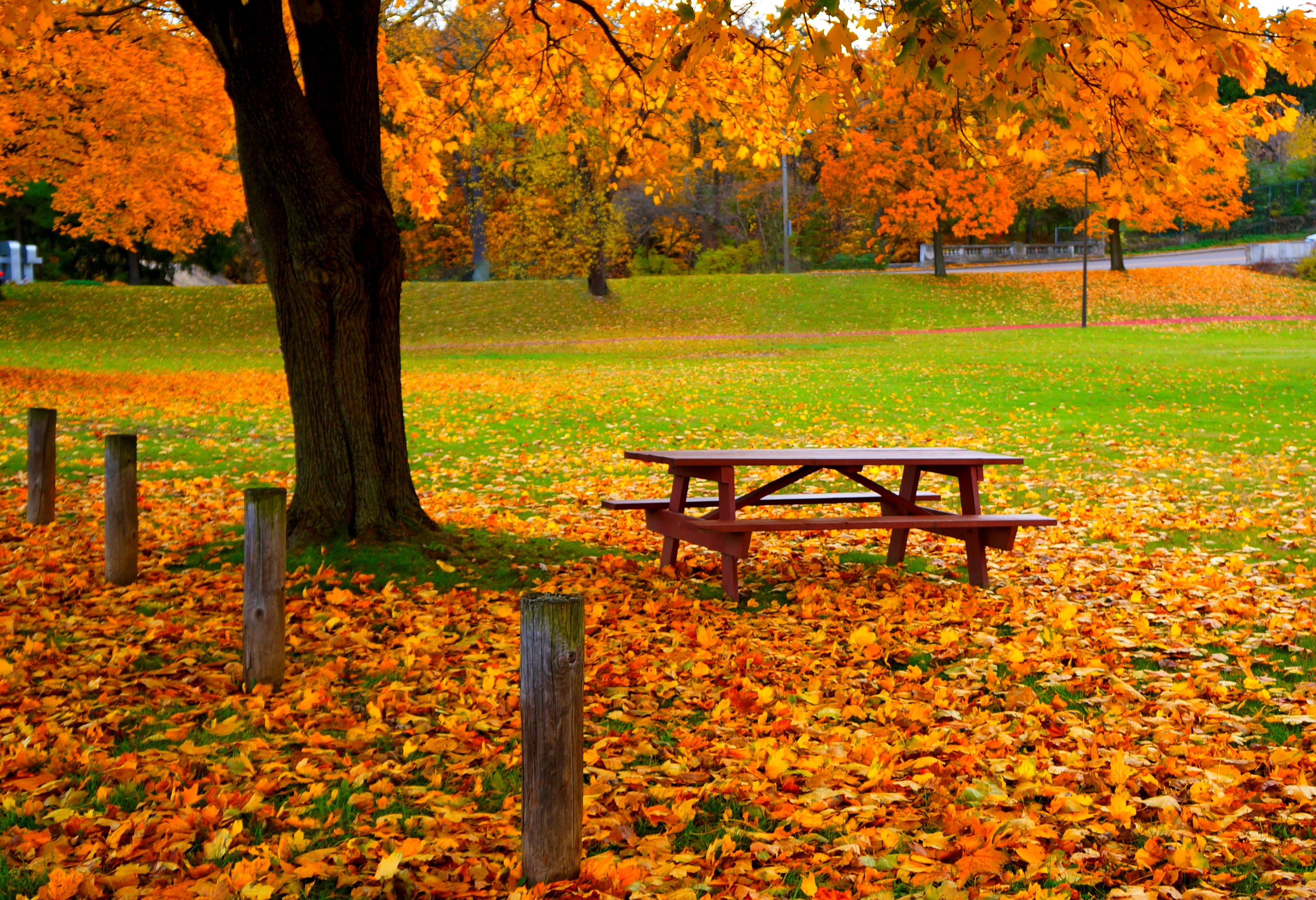 maple tree and red wooden picnic table, autumn, forest, grass