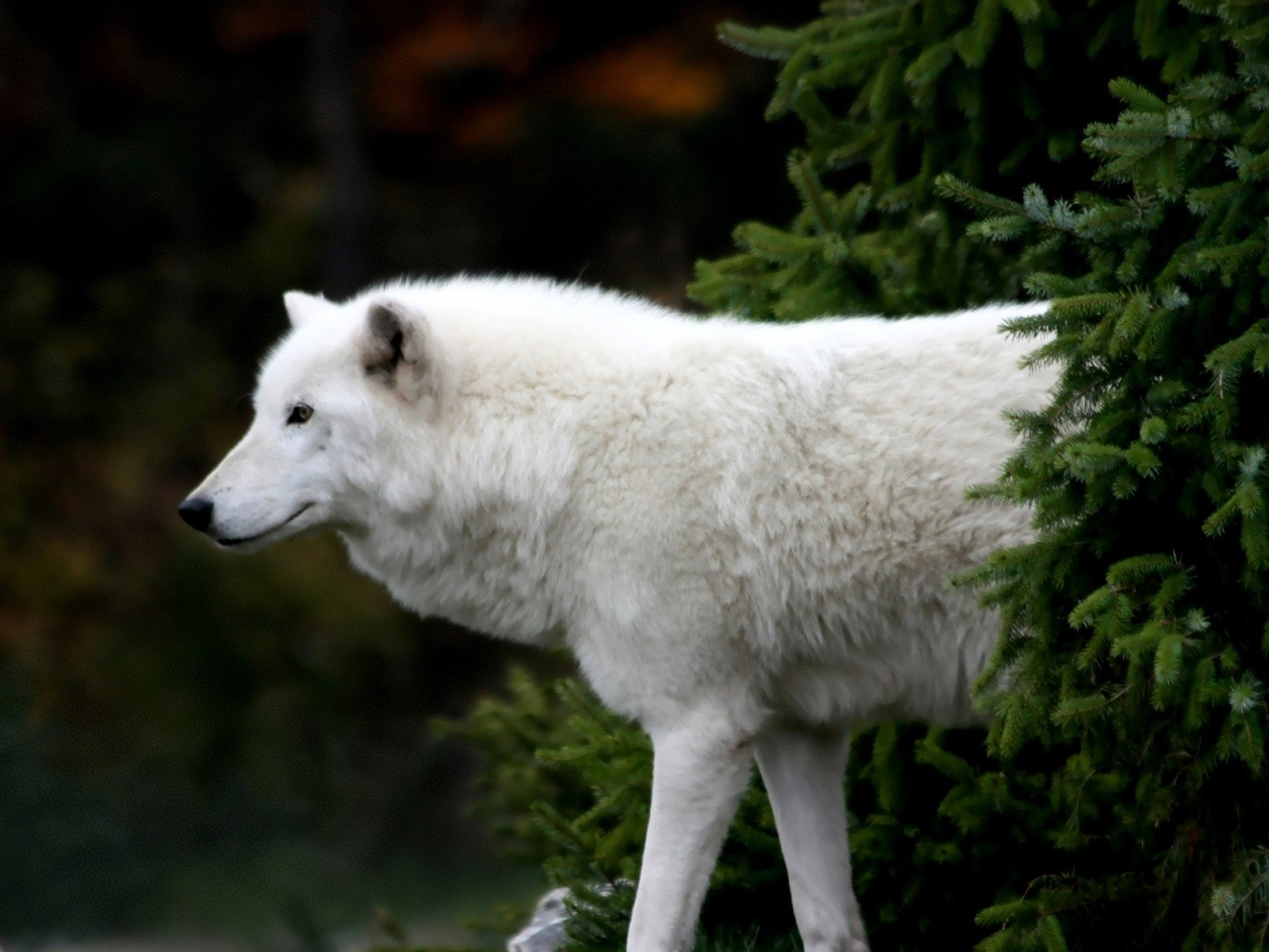 wolf