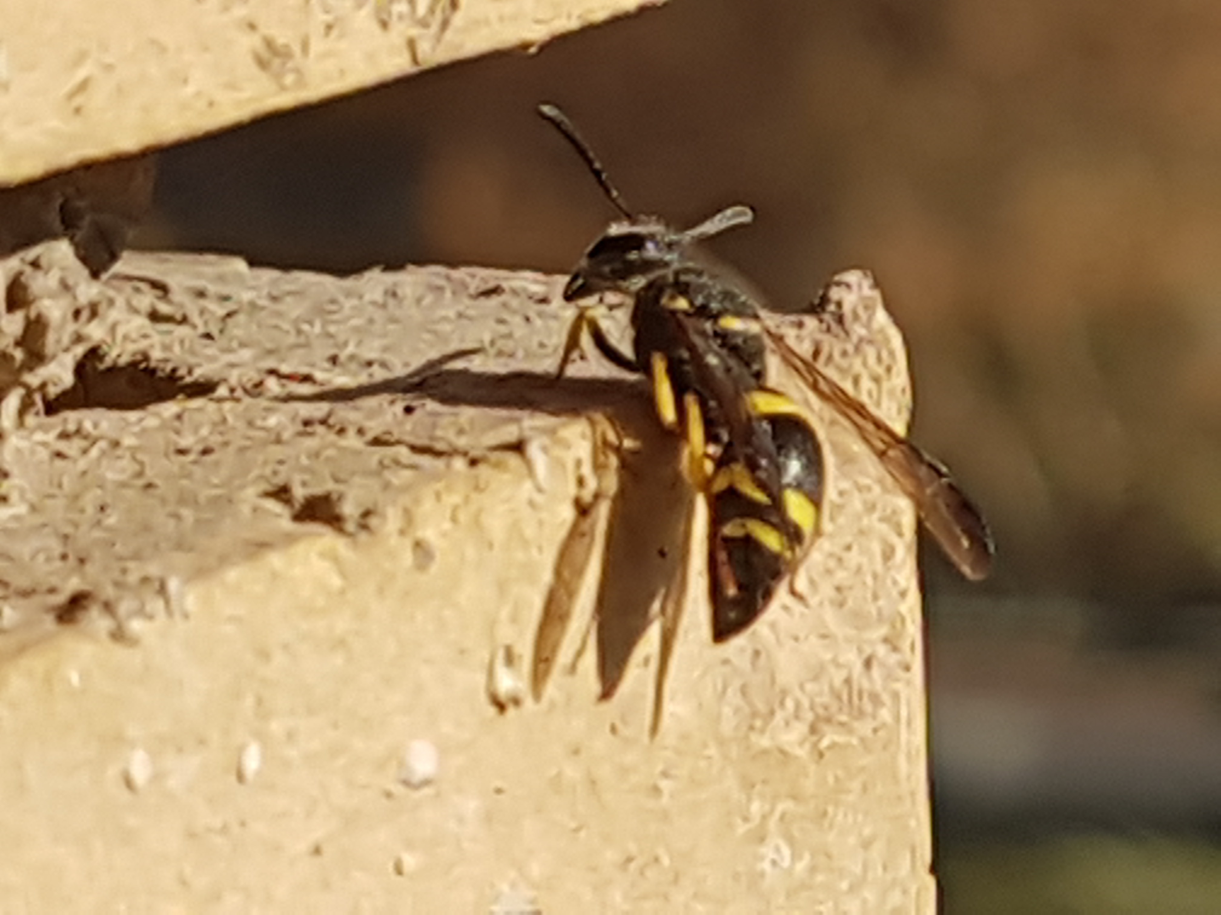 wasp