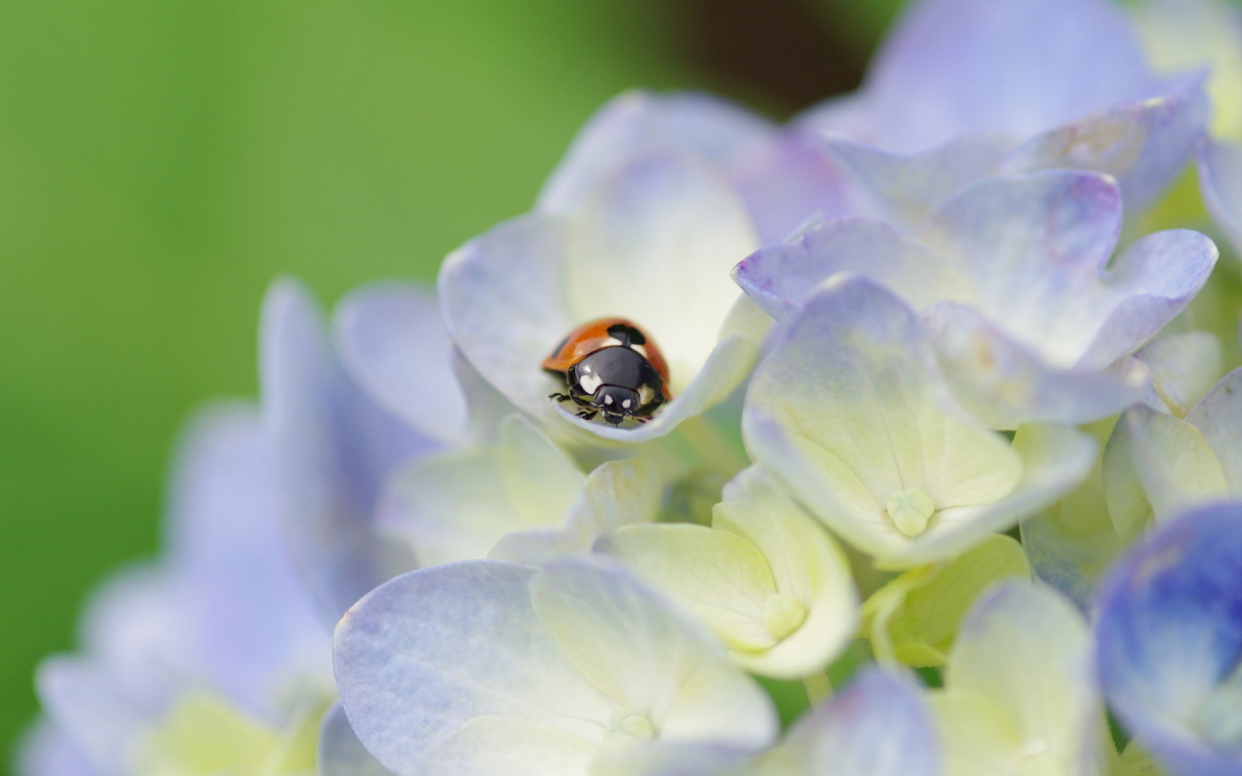 ladybug