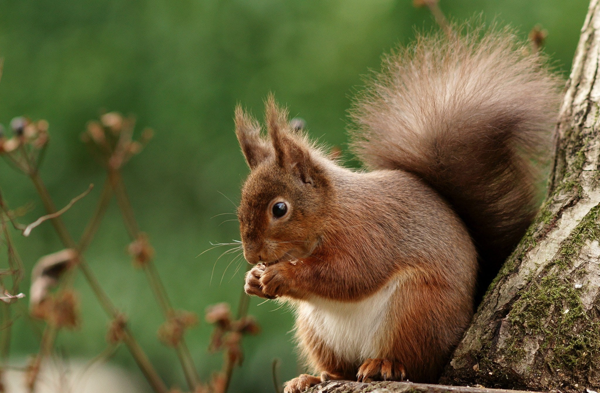 squirrel