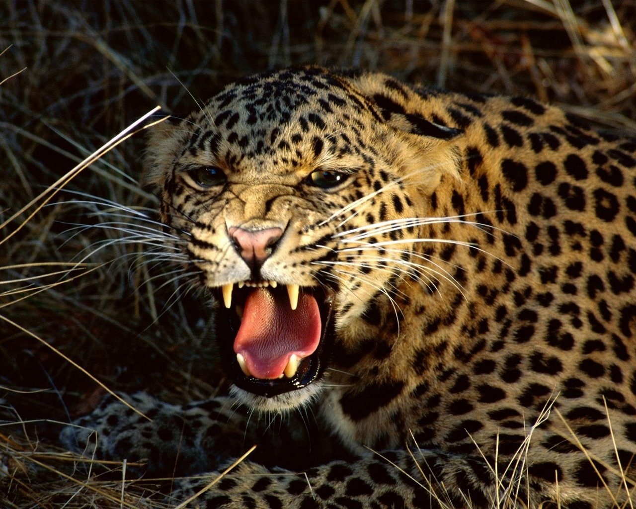Cats, Leopard