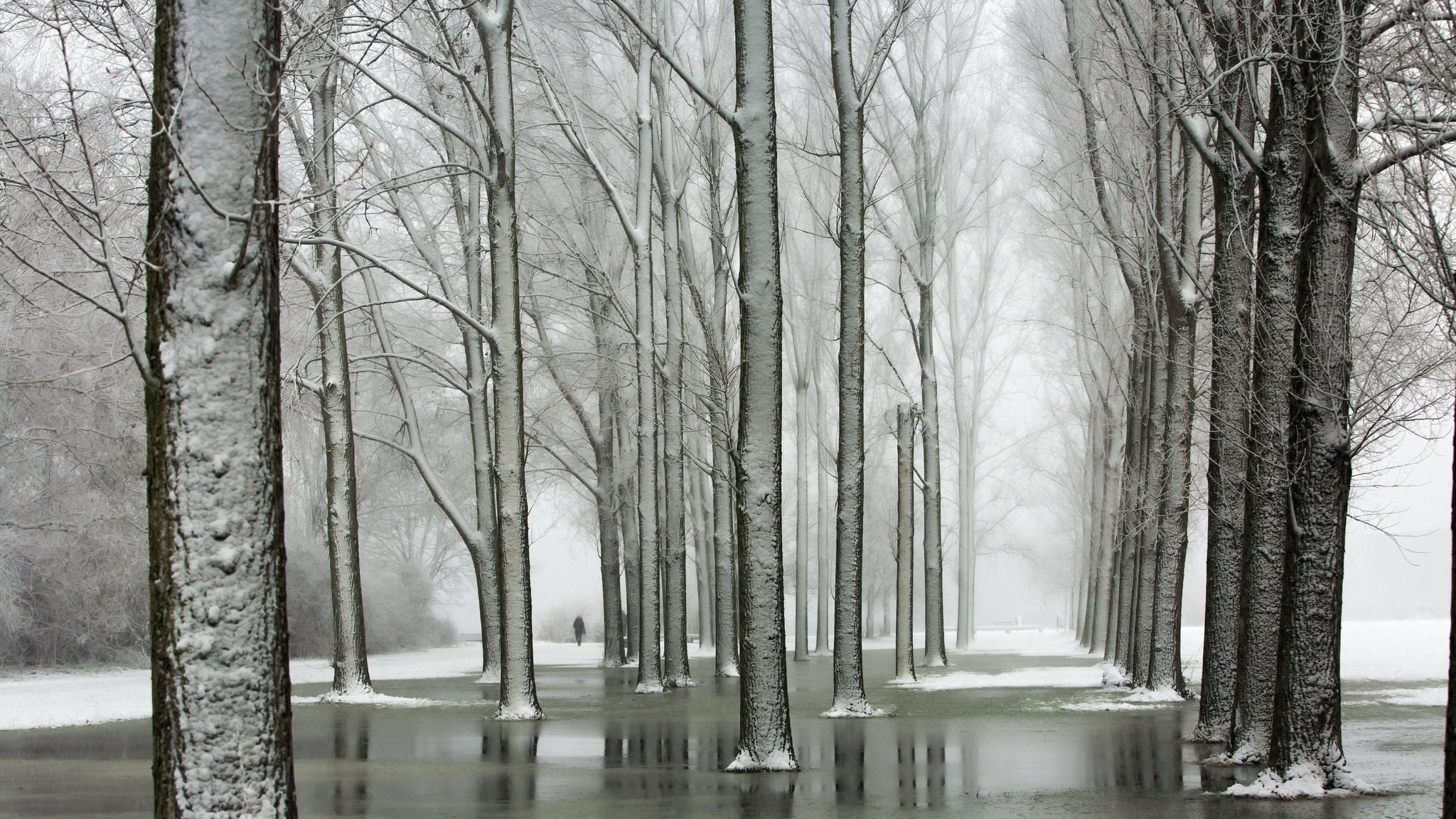 winter, nature, trees, mist, plant, bare tree, trunk, tree trunk