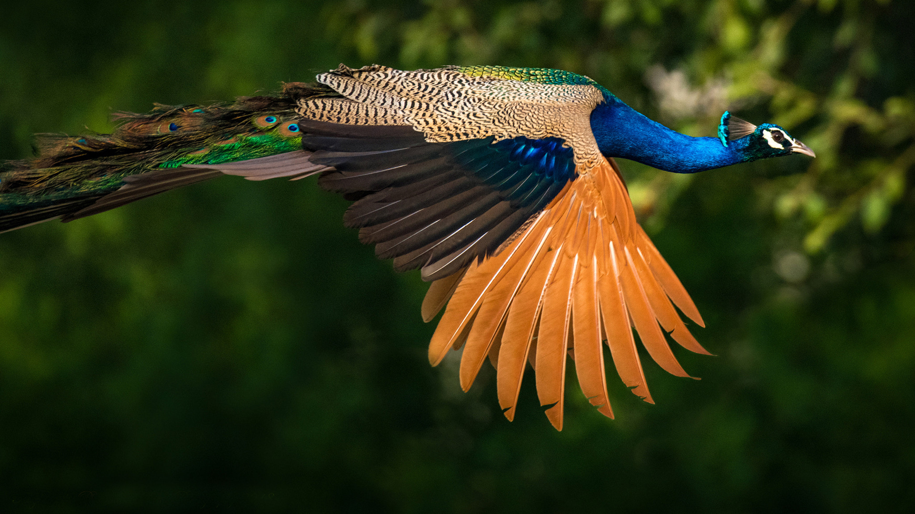 Birds Indian Peafowl Or Peacocks Indian Peacock Colored Birds With Green And Blue Feathers Ultra Hd Wallpapers For Desktop Mobile Phones And Laptop 3840×2160