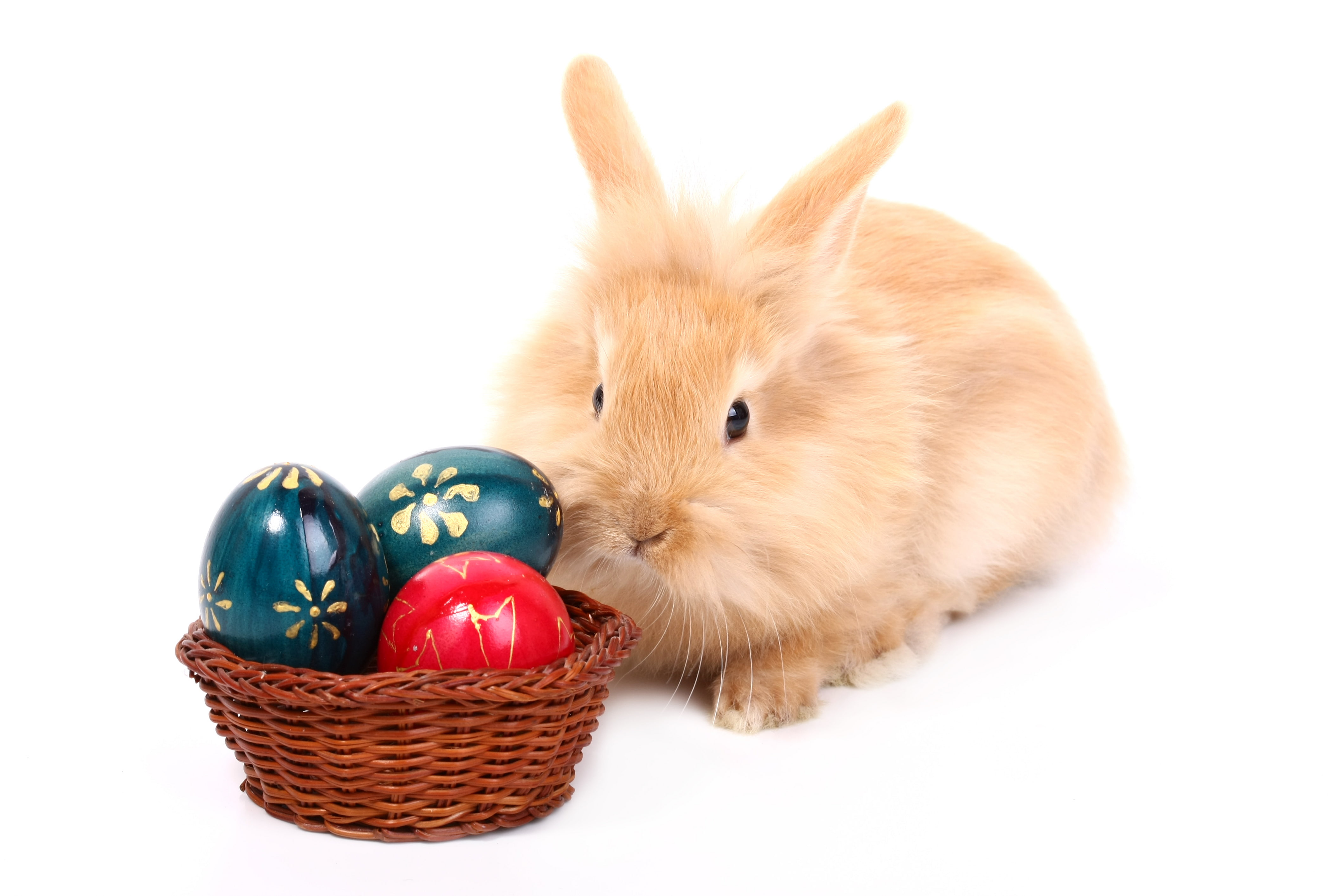 egg, rabbit, Easter