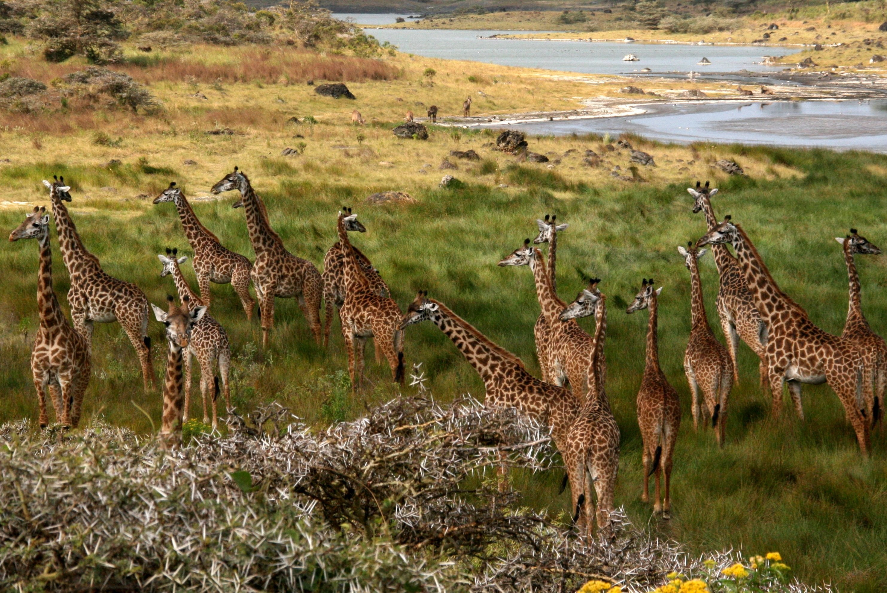 Africa, giraffes, nature, animals, group of animals, animal themes