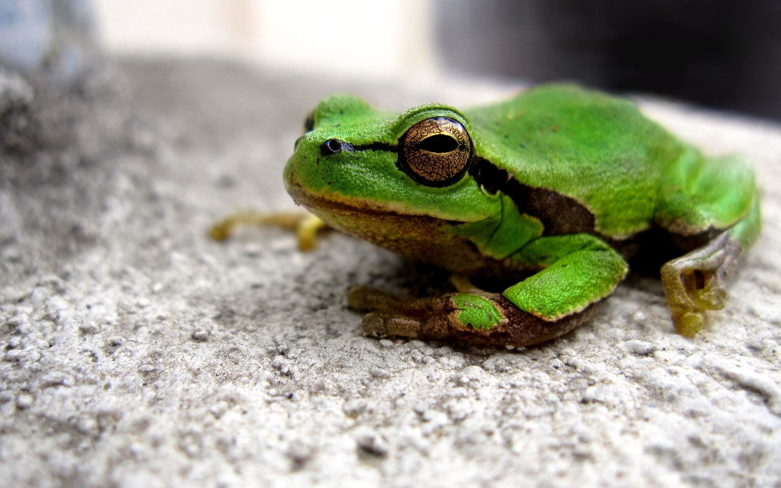 green frog, face, eyes, lie down, amphibian, animal, nature, tree Frog