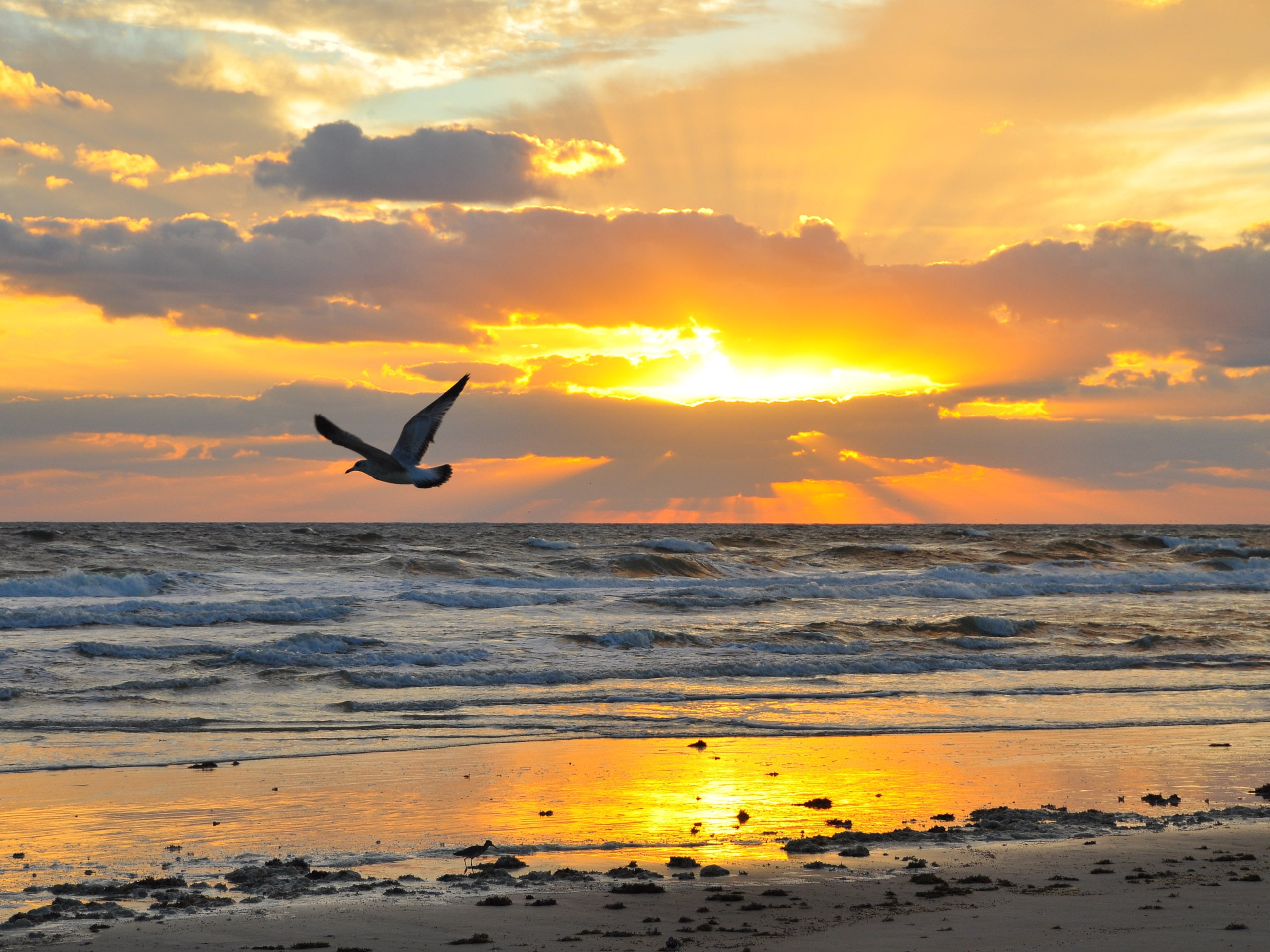 white sea gull, bird, fly, beach, sunset, evening, seagull, nature