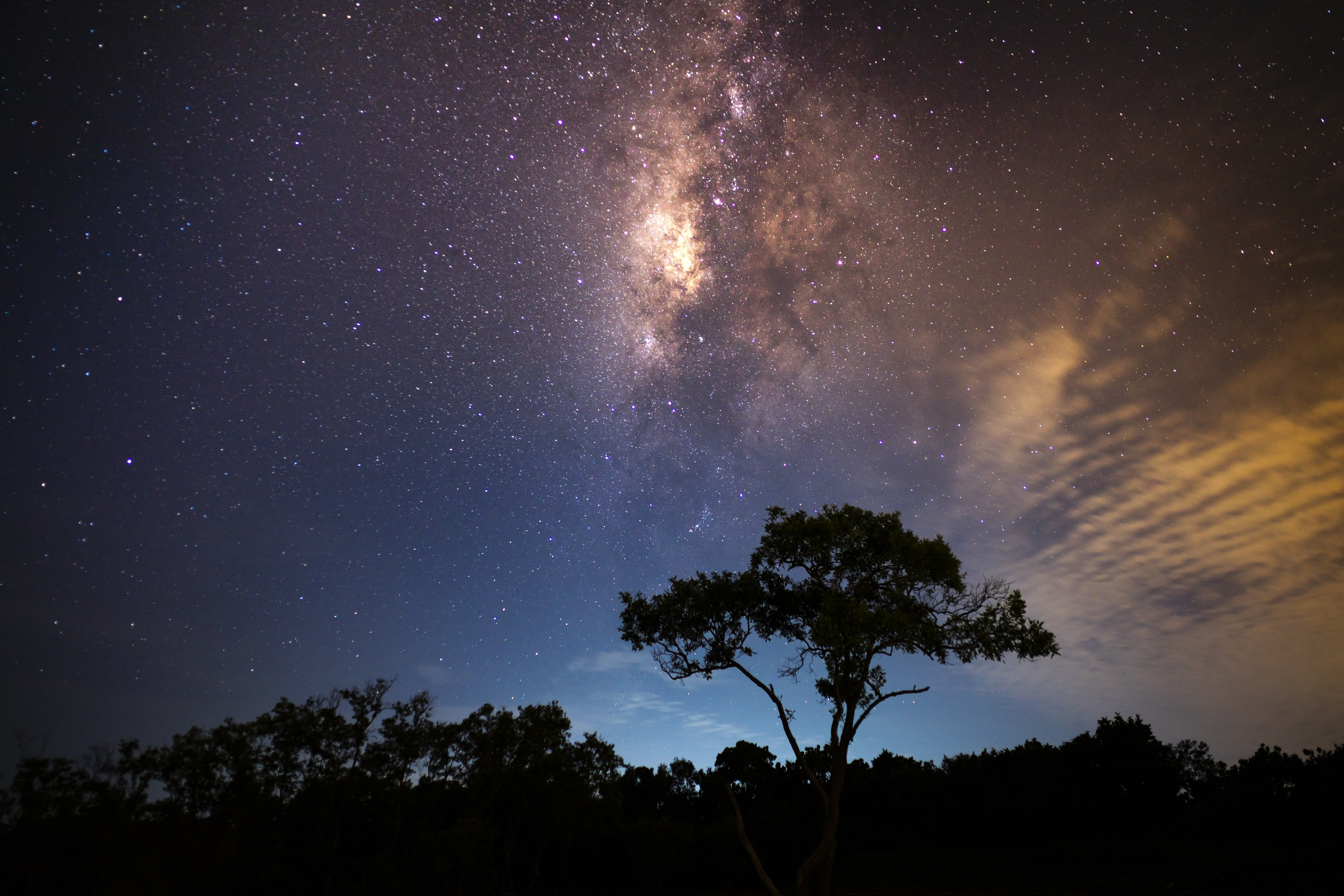 starry sky, tree, radiance, astronomy, star - Space, galaxy, night