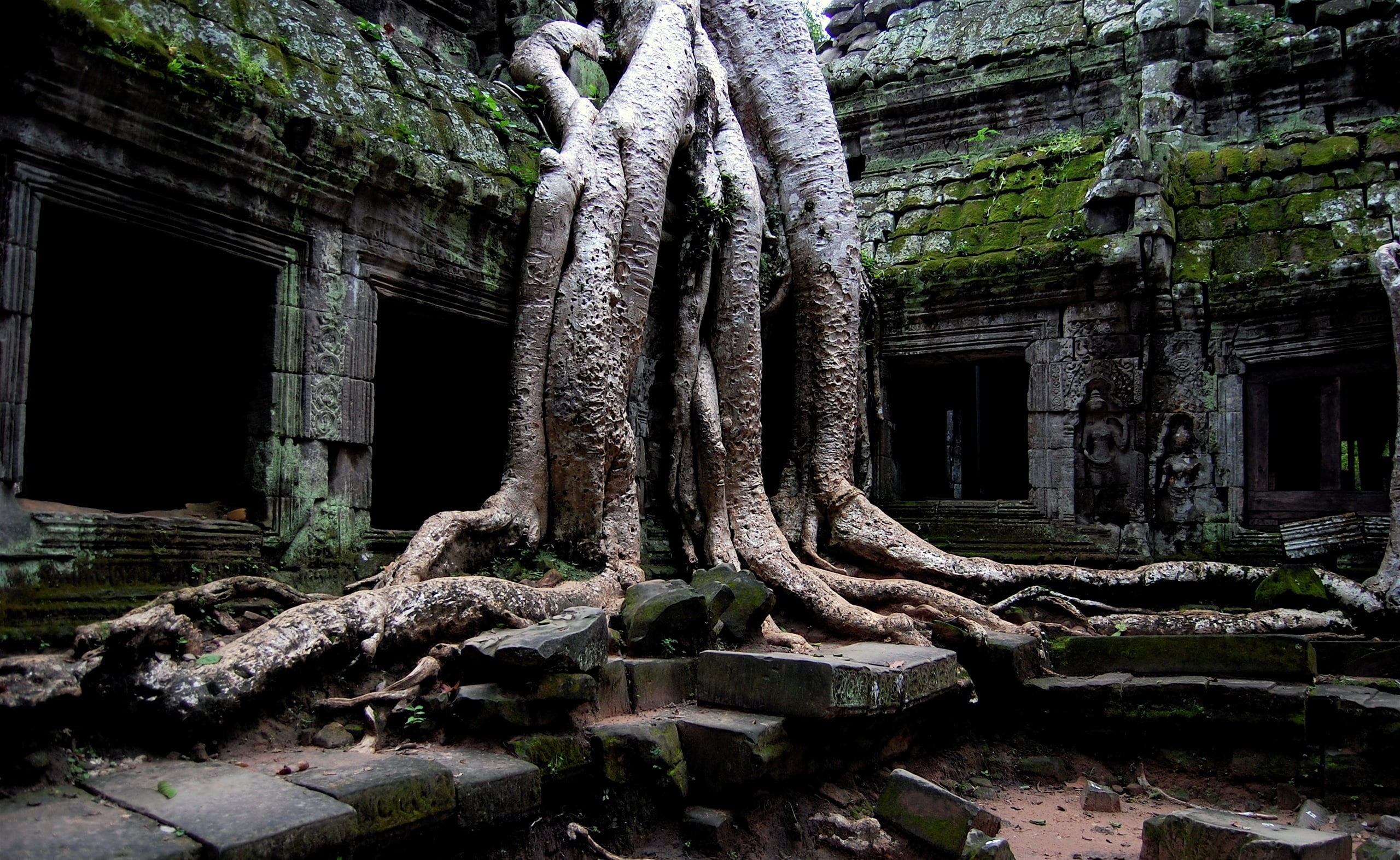 Angkor Wat Temple, Cambodia, gray tree, Asia, old hindu temple