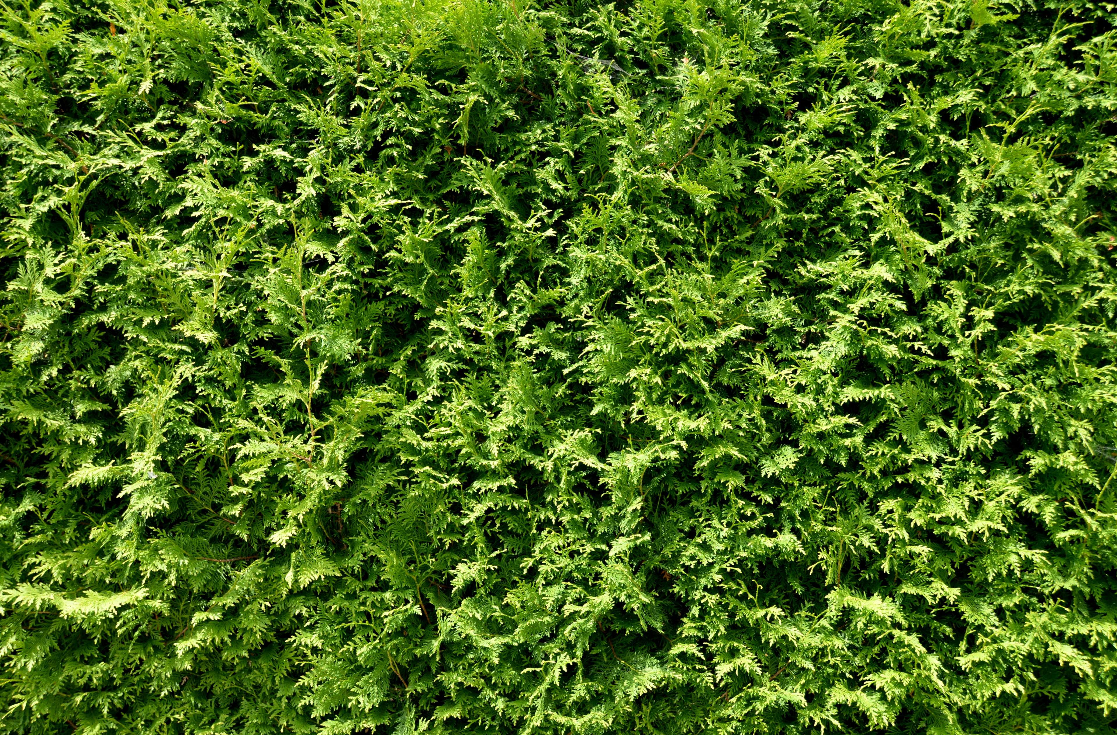 design, environment, graphic, green, green does not go, hedge