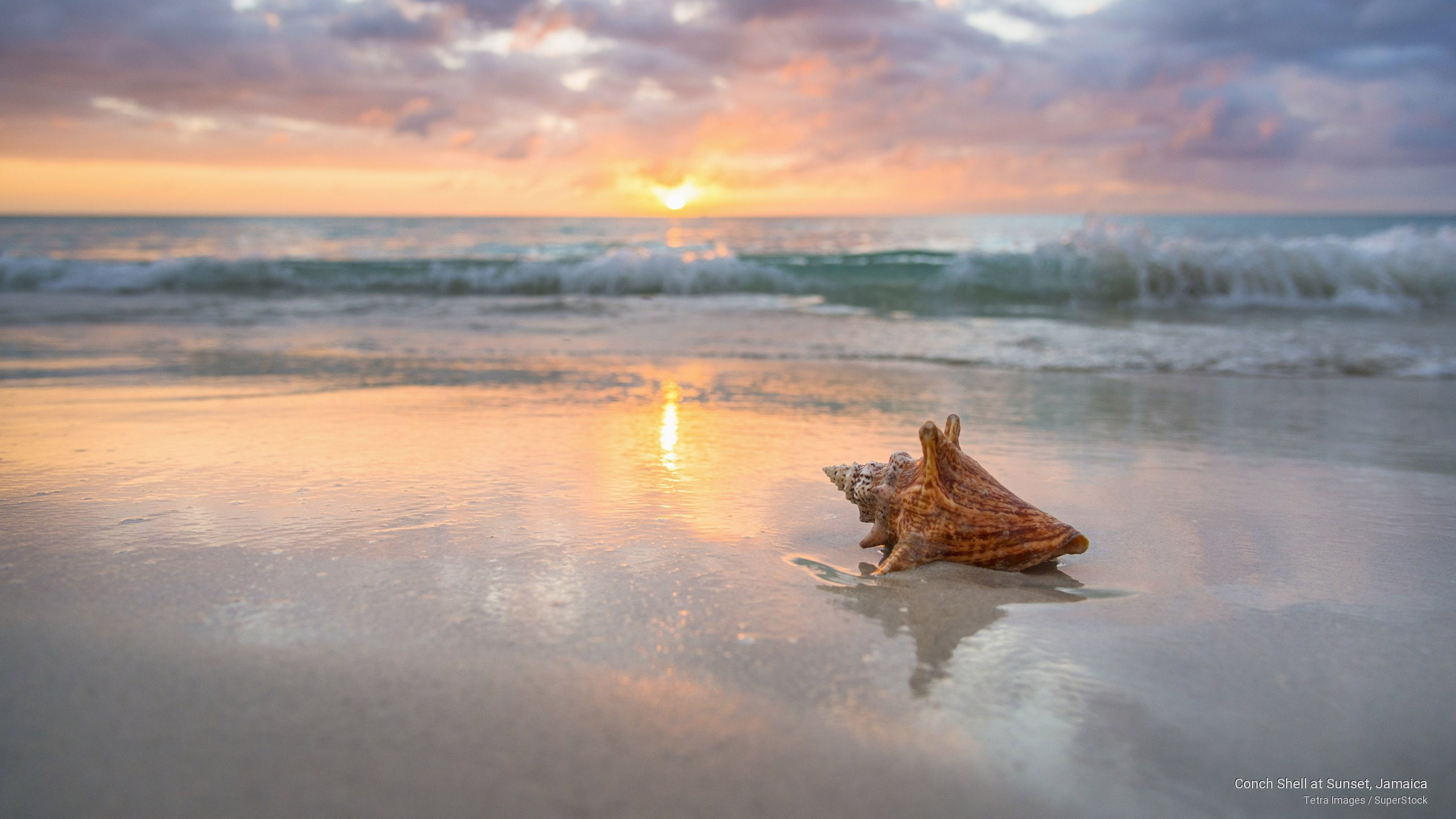 Conch Shell at Sunset, Jamaica, Beaches