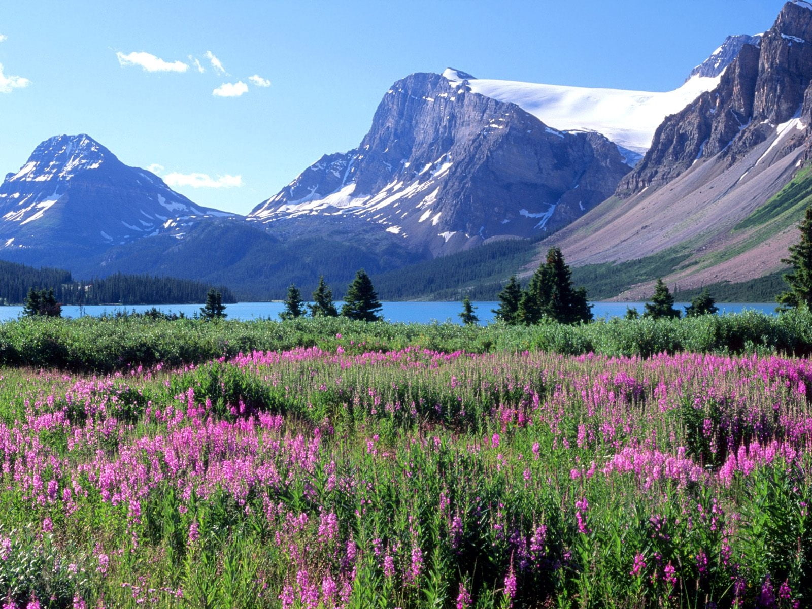 pink petaled flower field, mountains, trees, flowers, lake, canada