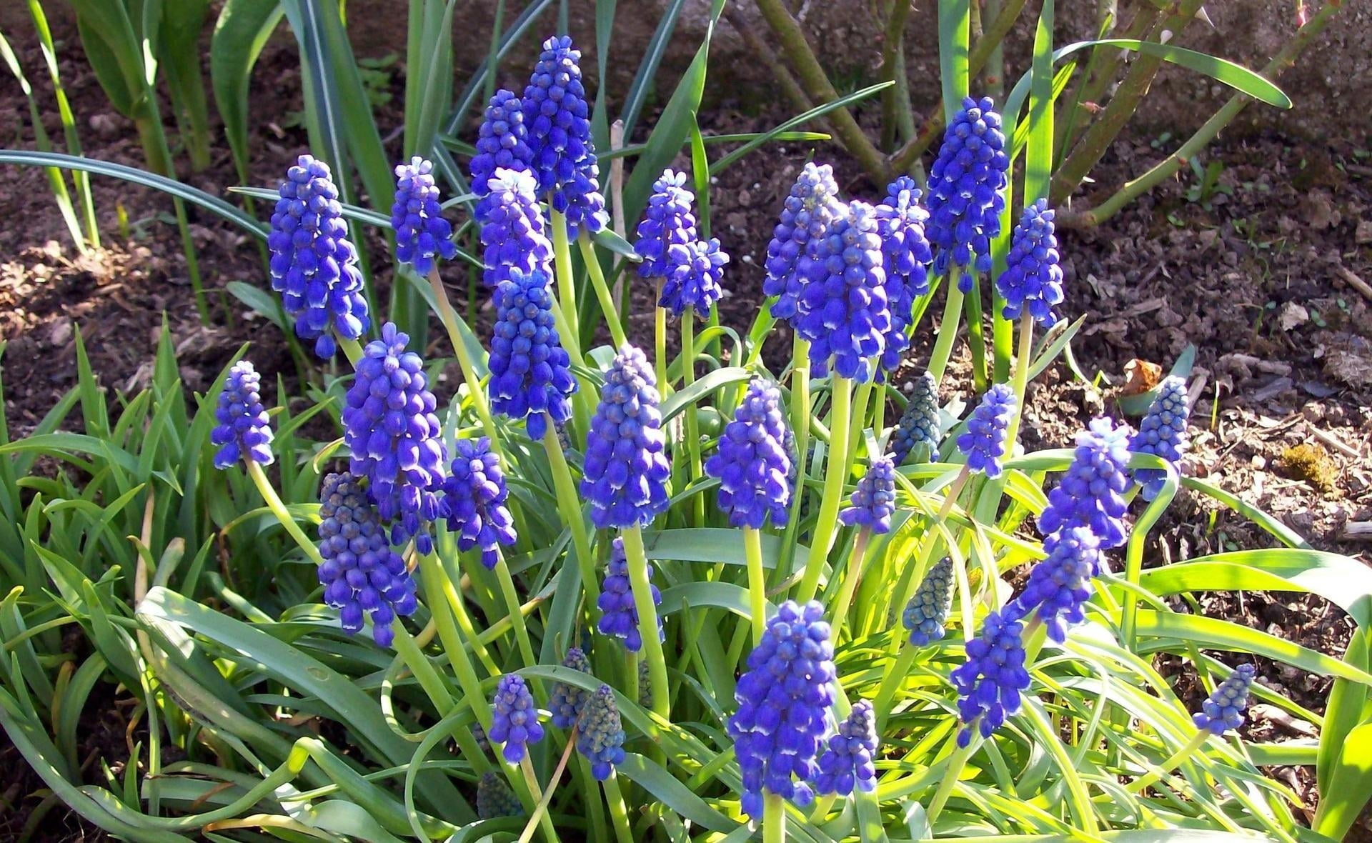 blue petaled flowers, muscari, flowerbed, soil, sun, spring, nature