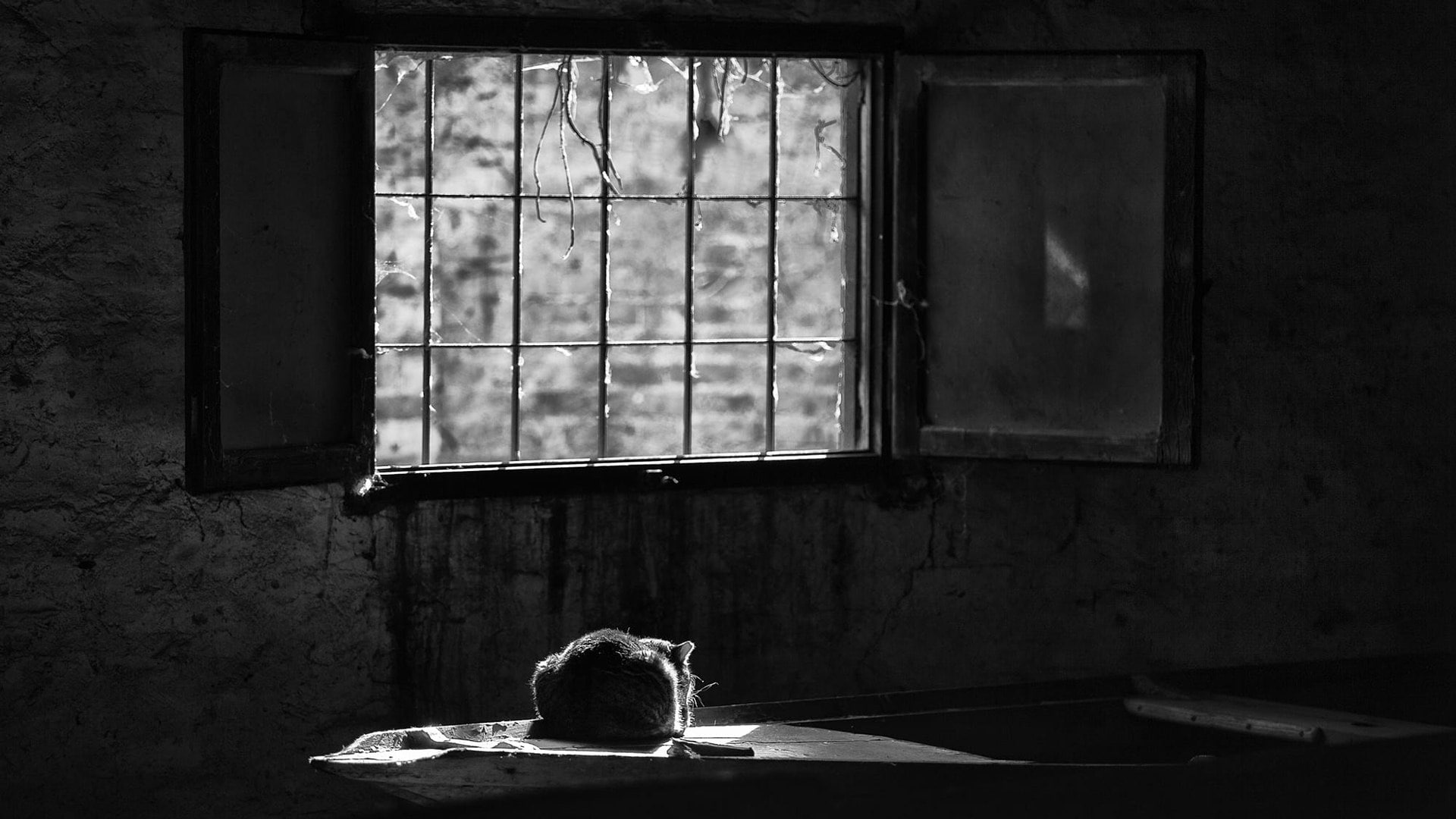 cat, window, black and white, monochrome photography, solitude