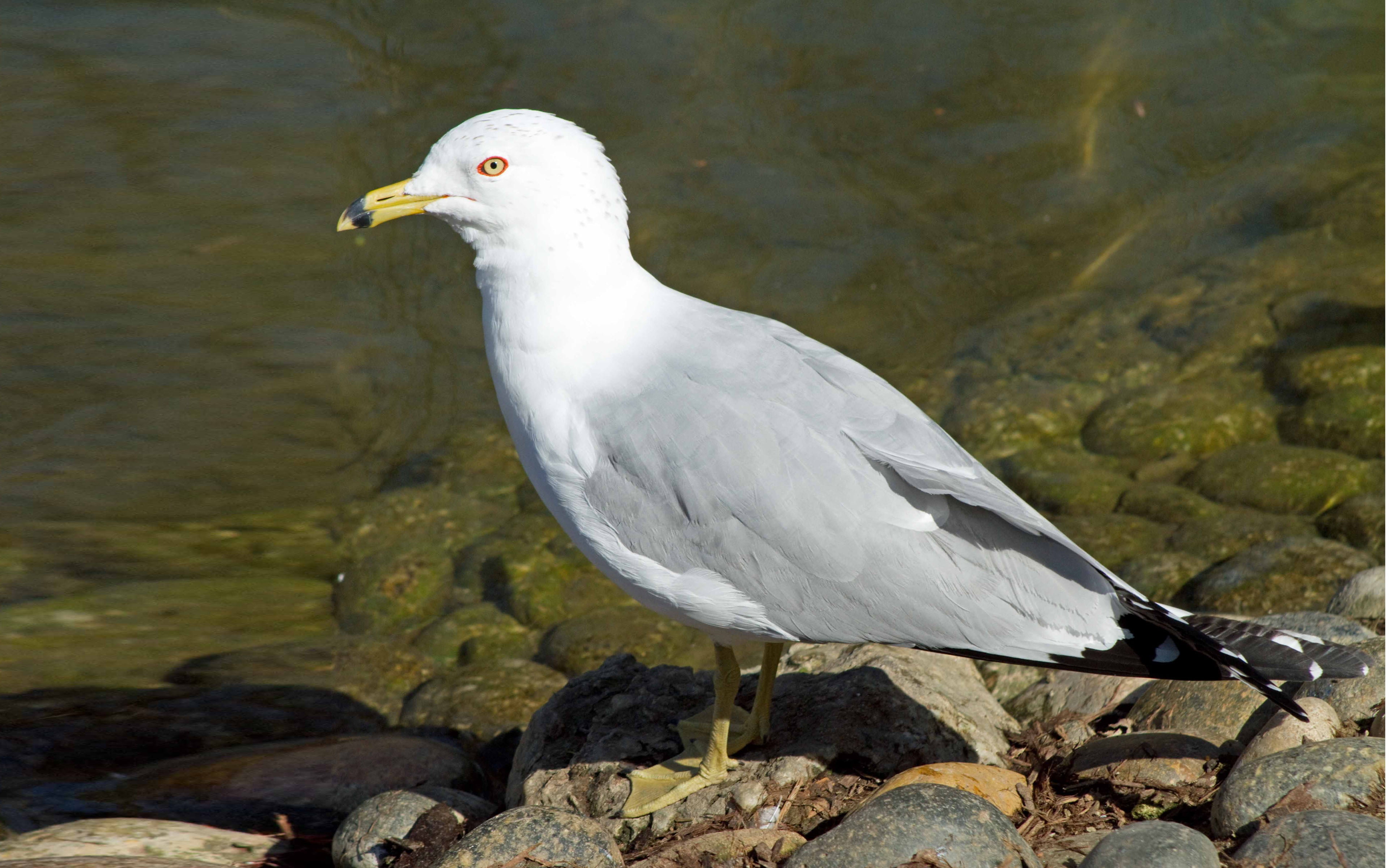 Seagulls Have Moderately Long Legs (certainly More Than Tern) With Fully Webbed Feet
