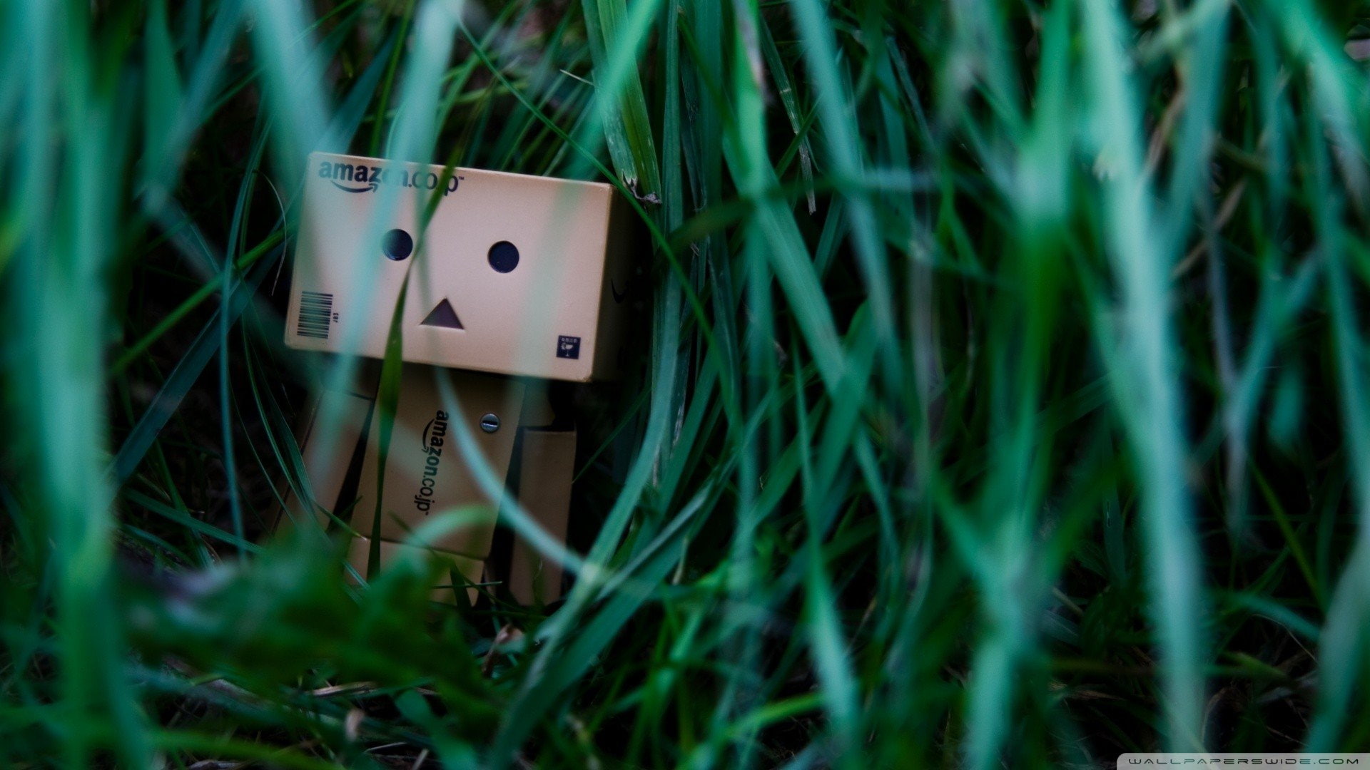 danbo