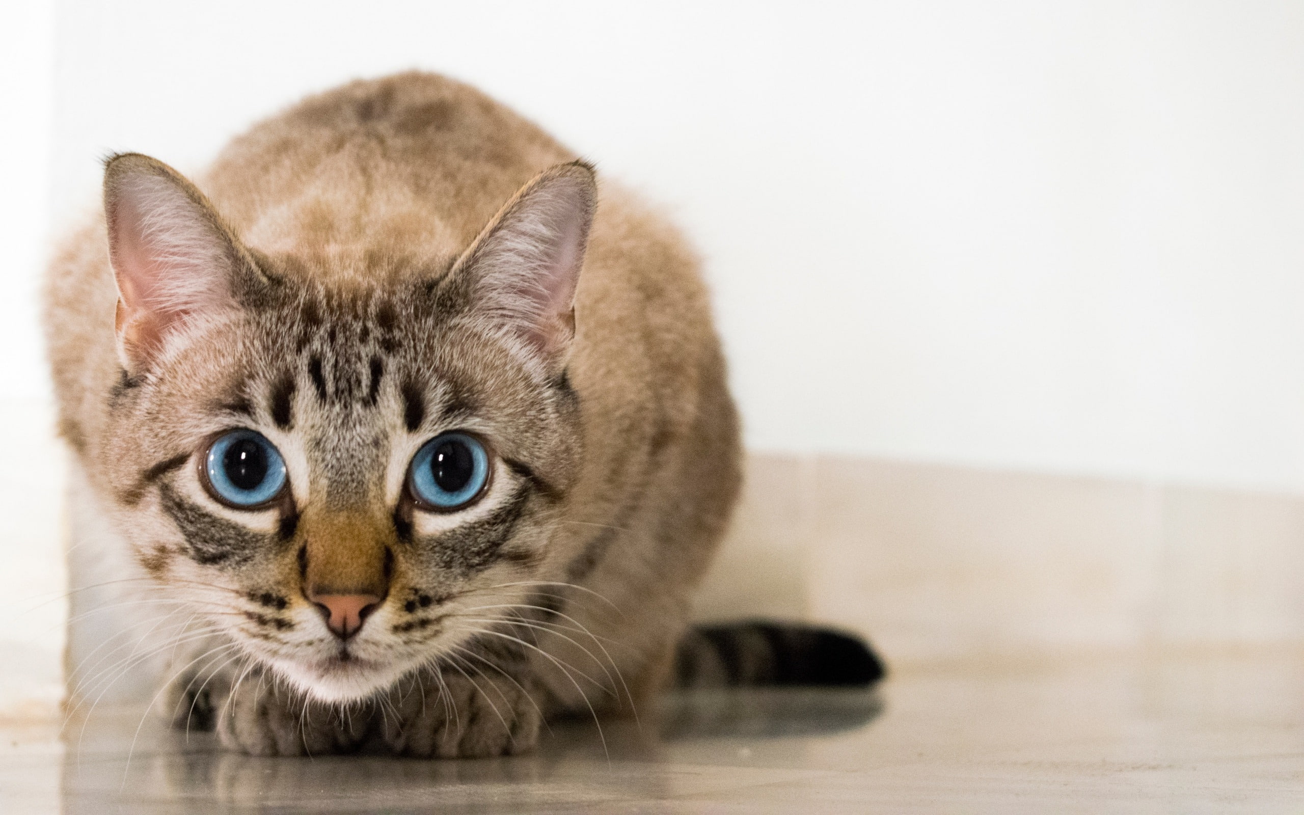 Cat blue eyed glance-High Quality HD Wallpaper, domestic, domestic cat