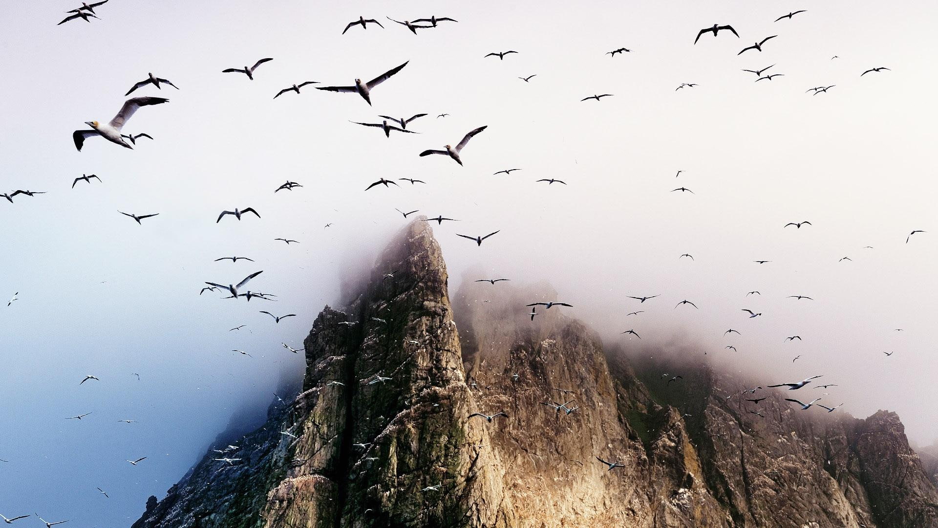 Migration Thru The Mist, flock of birds, mountain, cliff, animals
