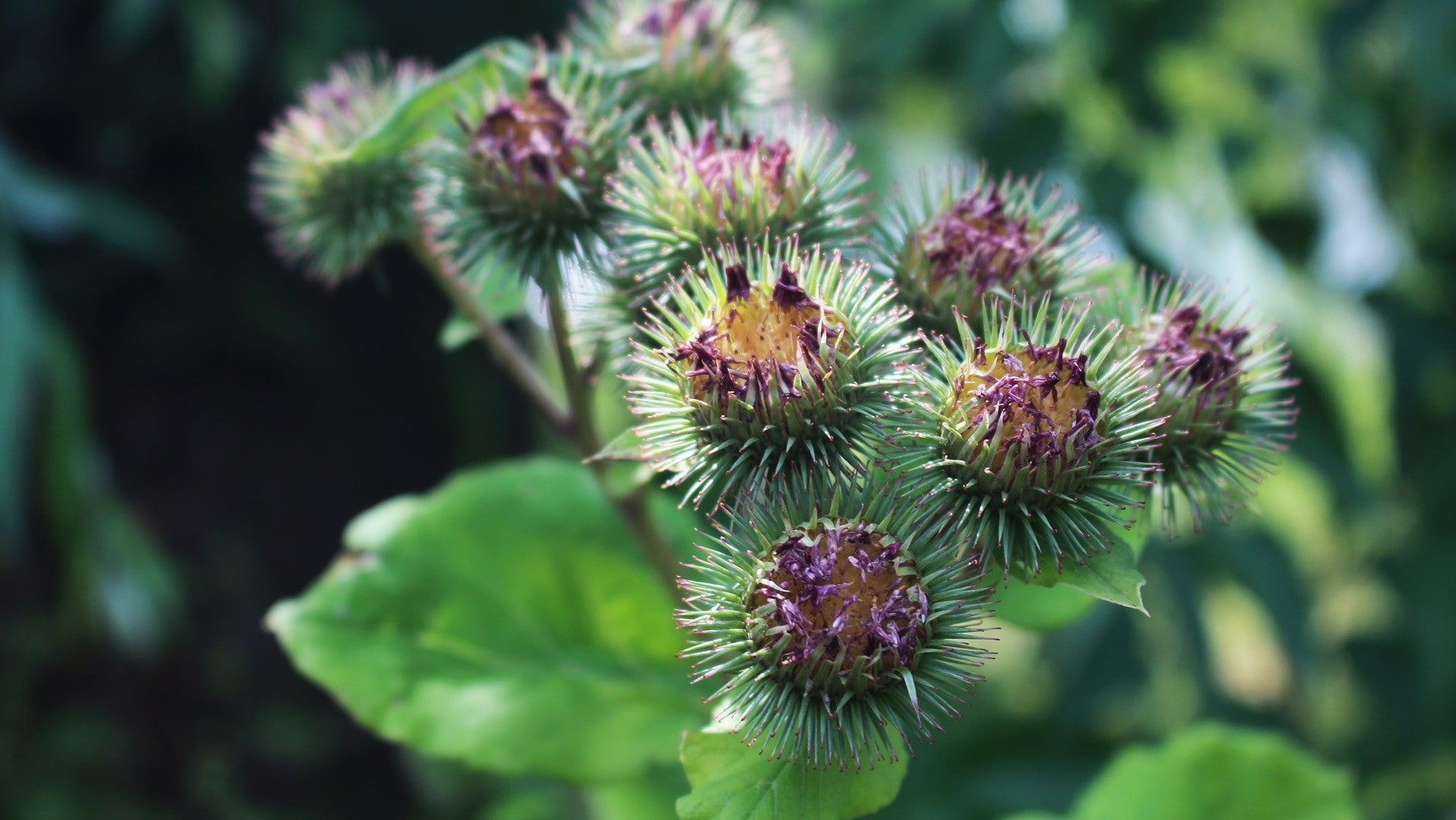 Free Download Hd Wallpaper Flowers Thistles Plant Growth Close