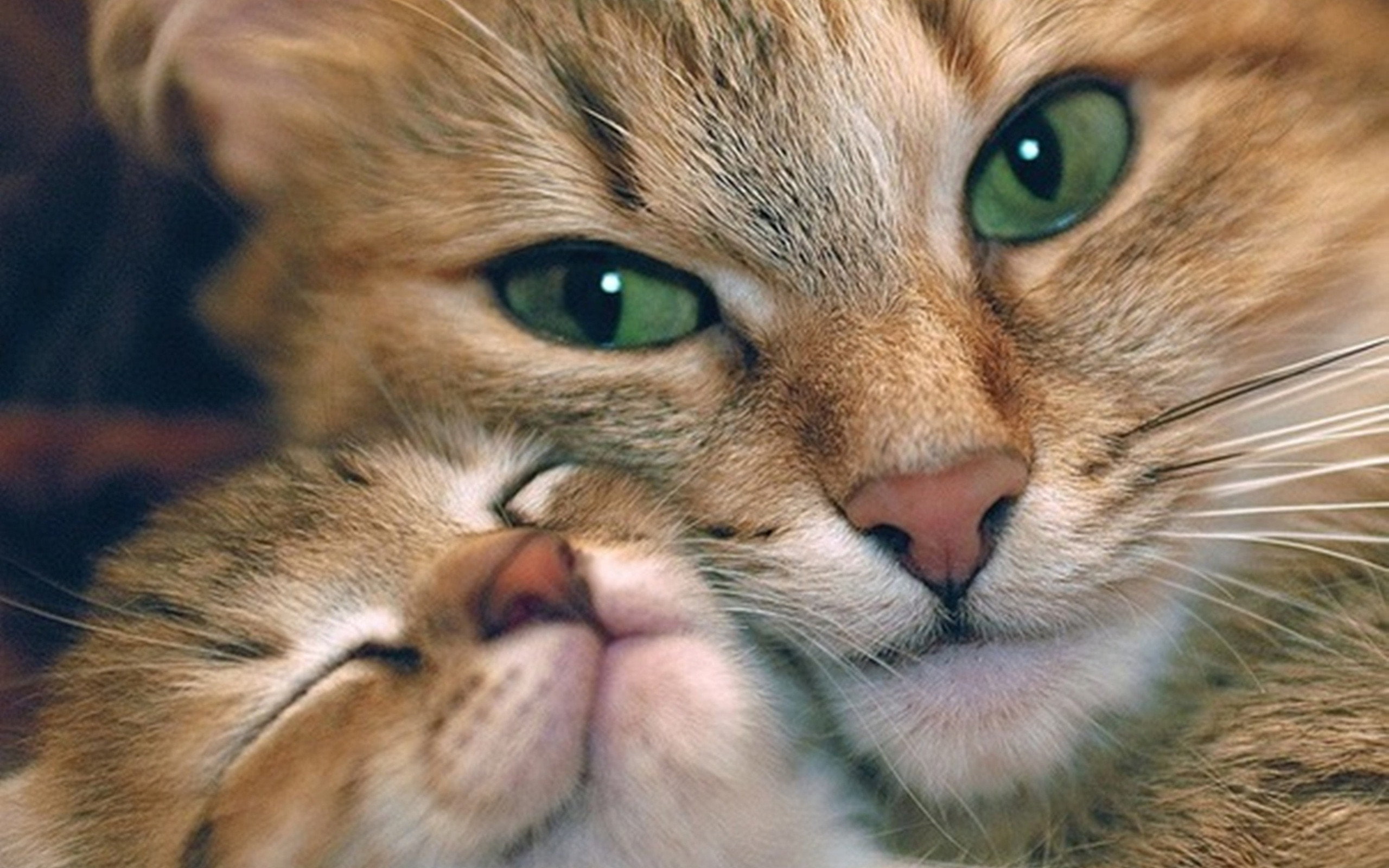 cat, cuddle