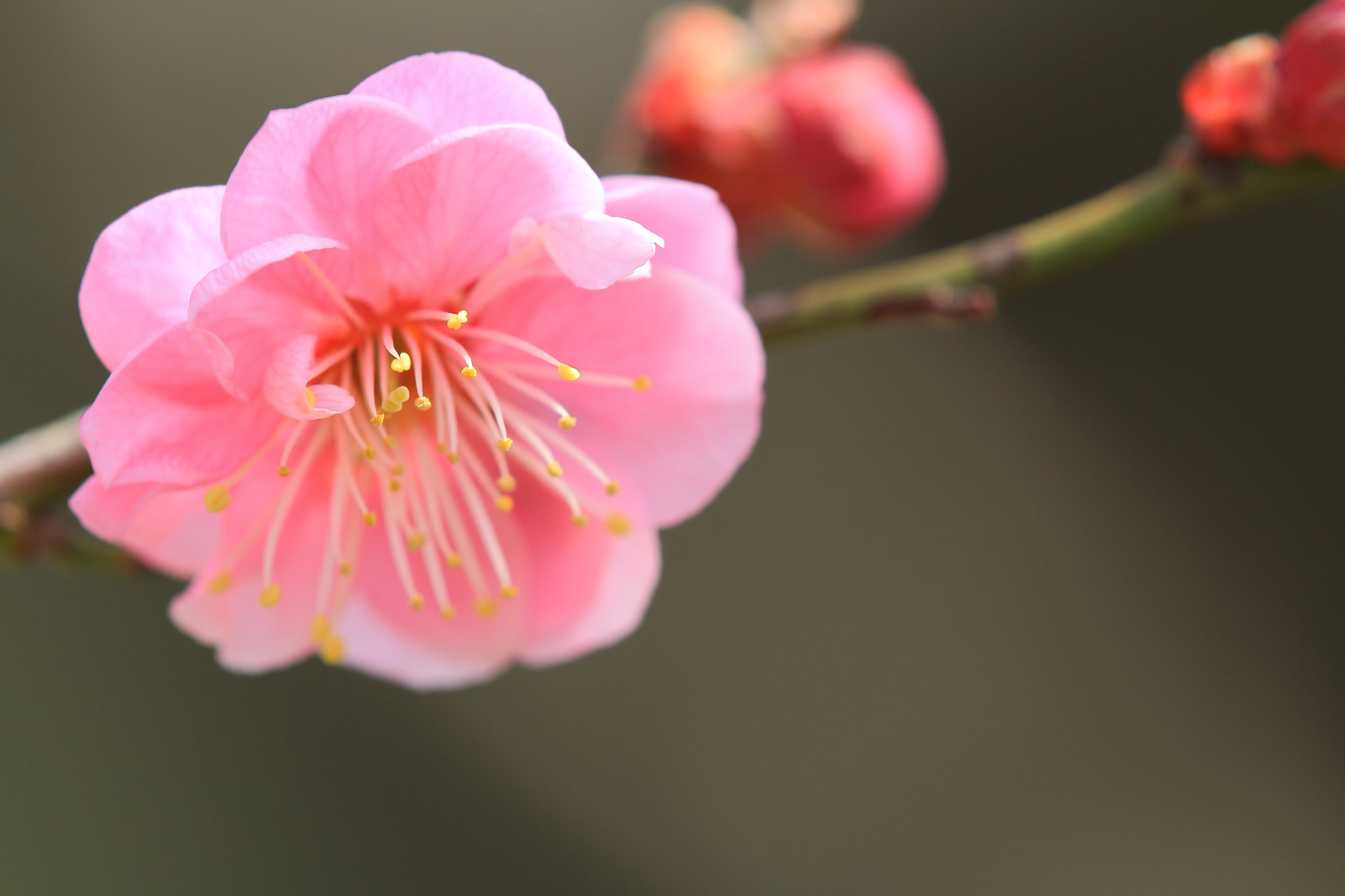 flower, macro, pink, focus, branch, petals, blur, Japanese apricot