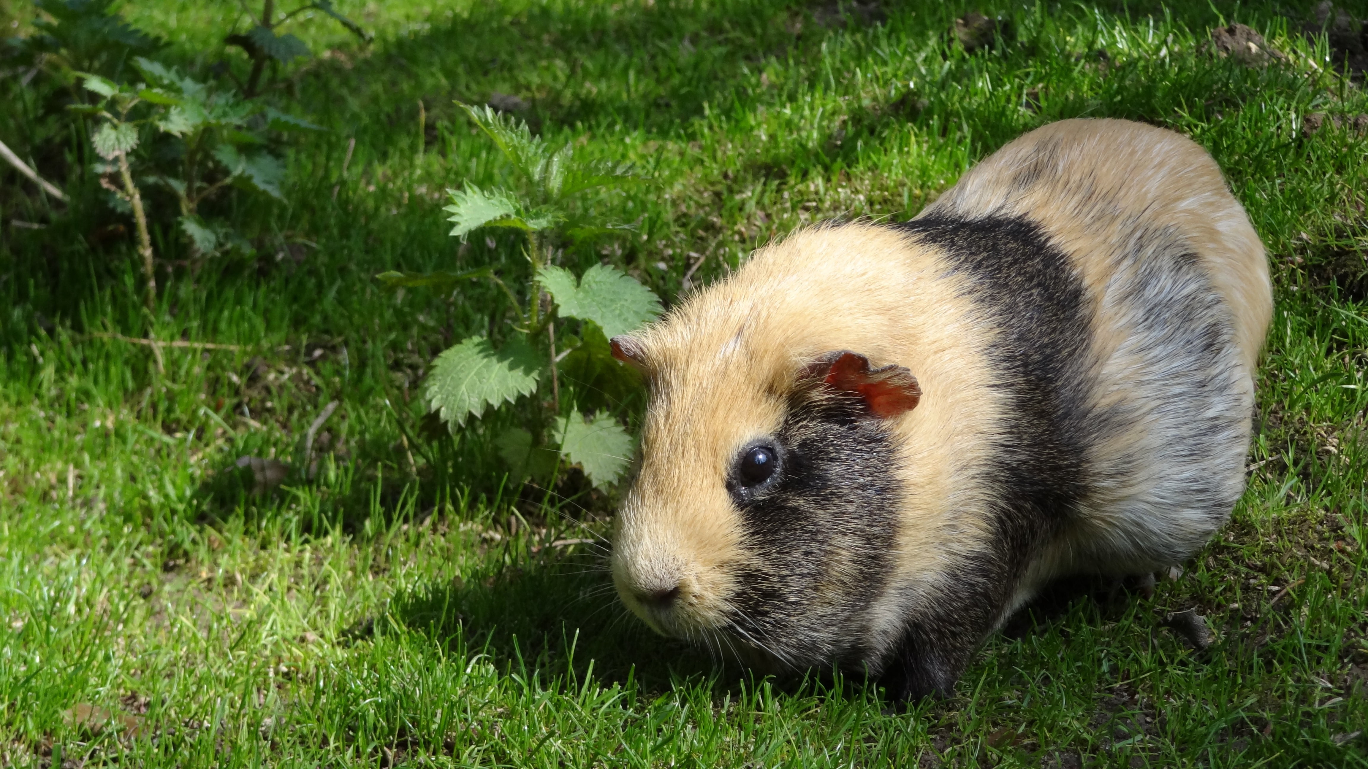 brown and black guinea pig, rodent, striped, grass, animal, mammal