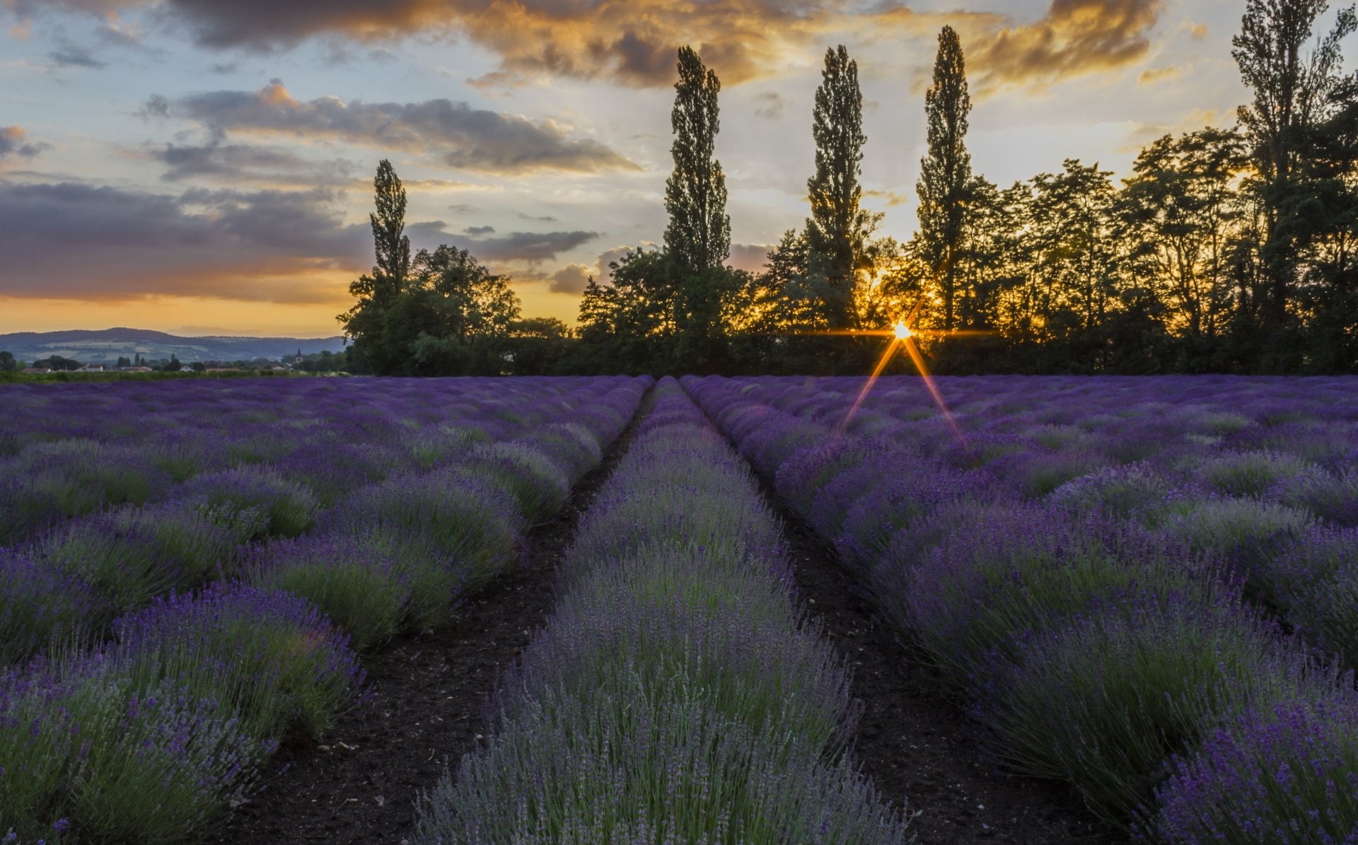 Flowers, Lavender
