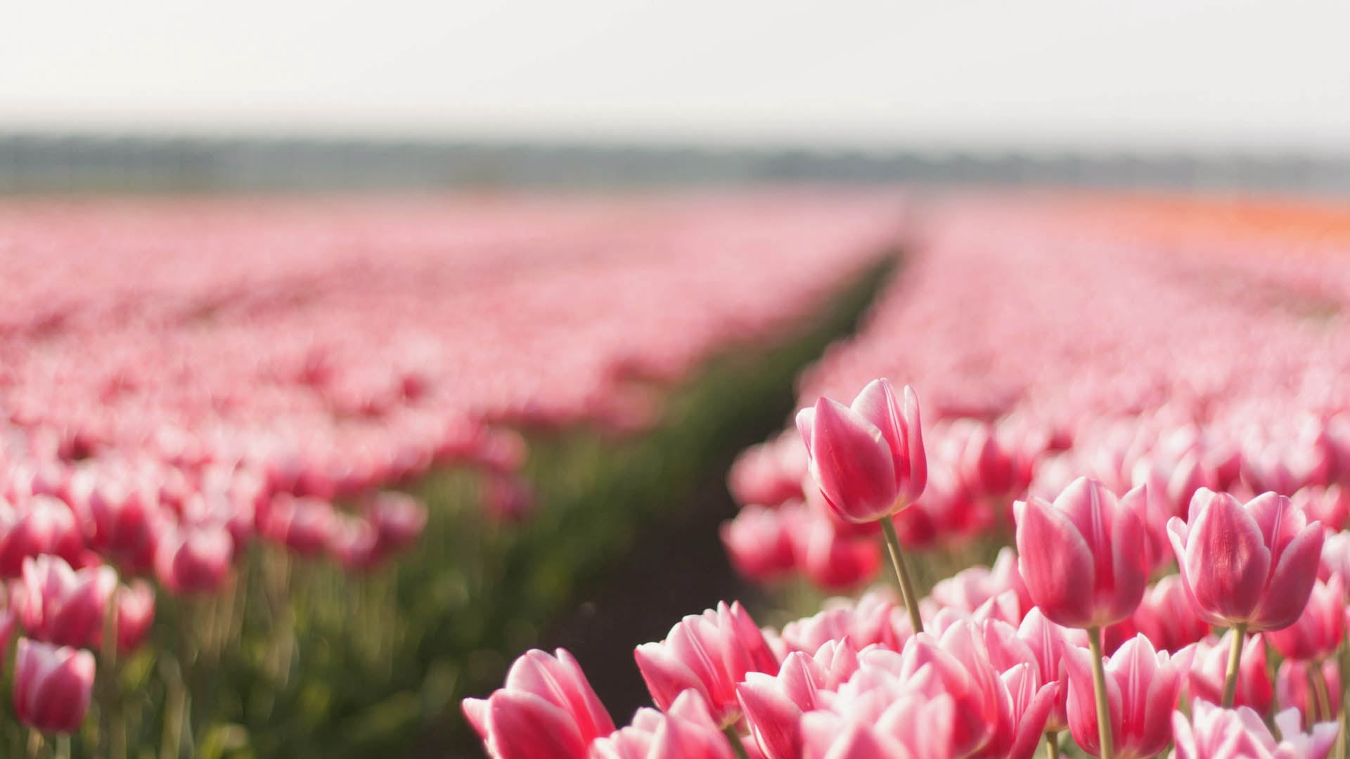 pink flower lot, tulips, field, flowers, plant, striped, nature