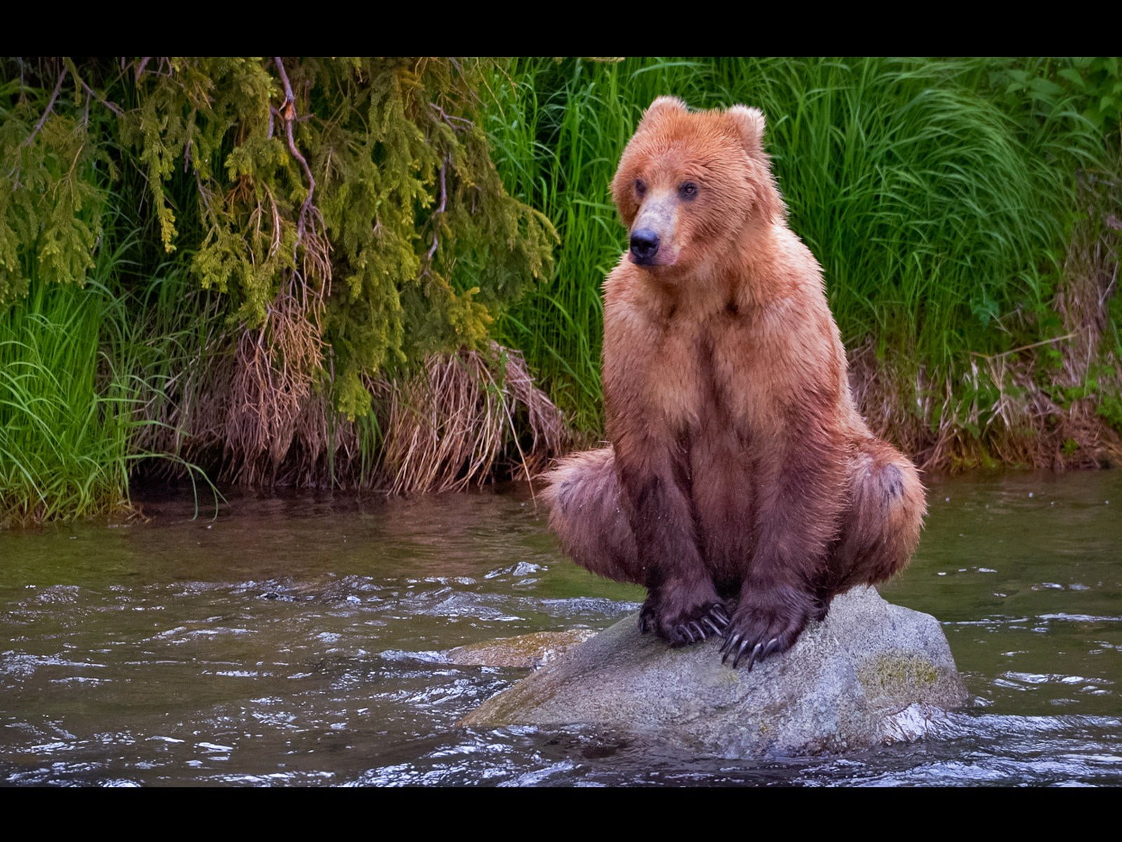 bear