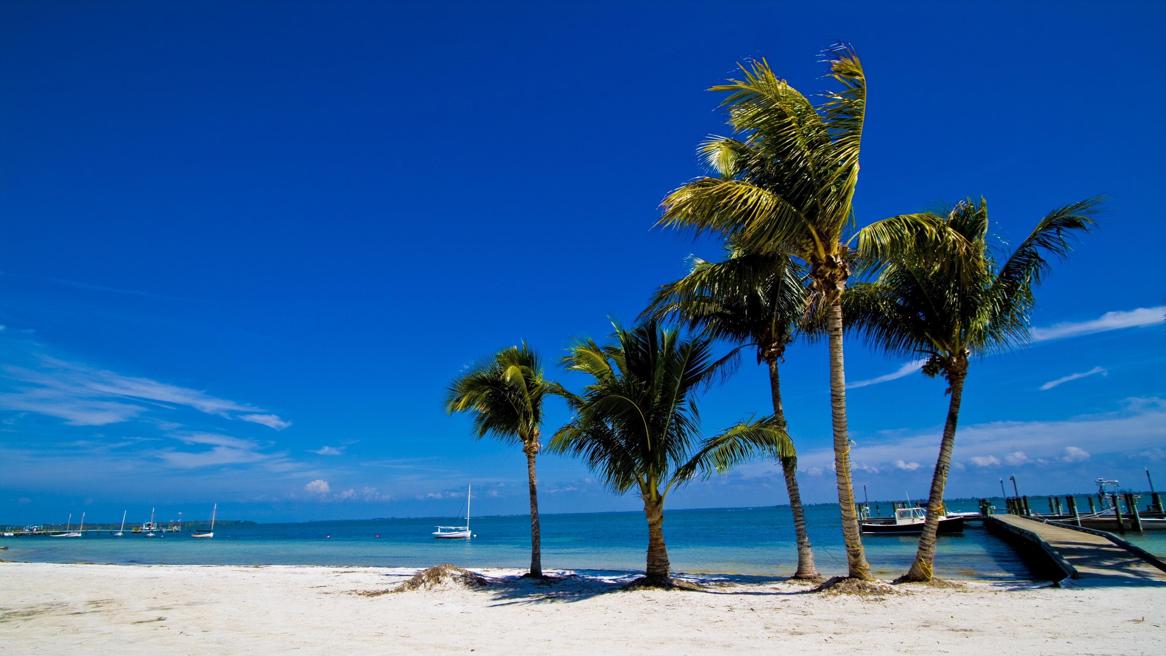 tropics, vacation, coast, ocean, shore, palm tree, sunny day