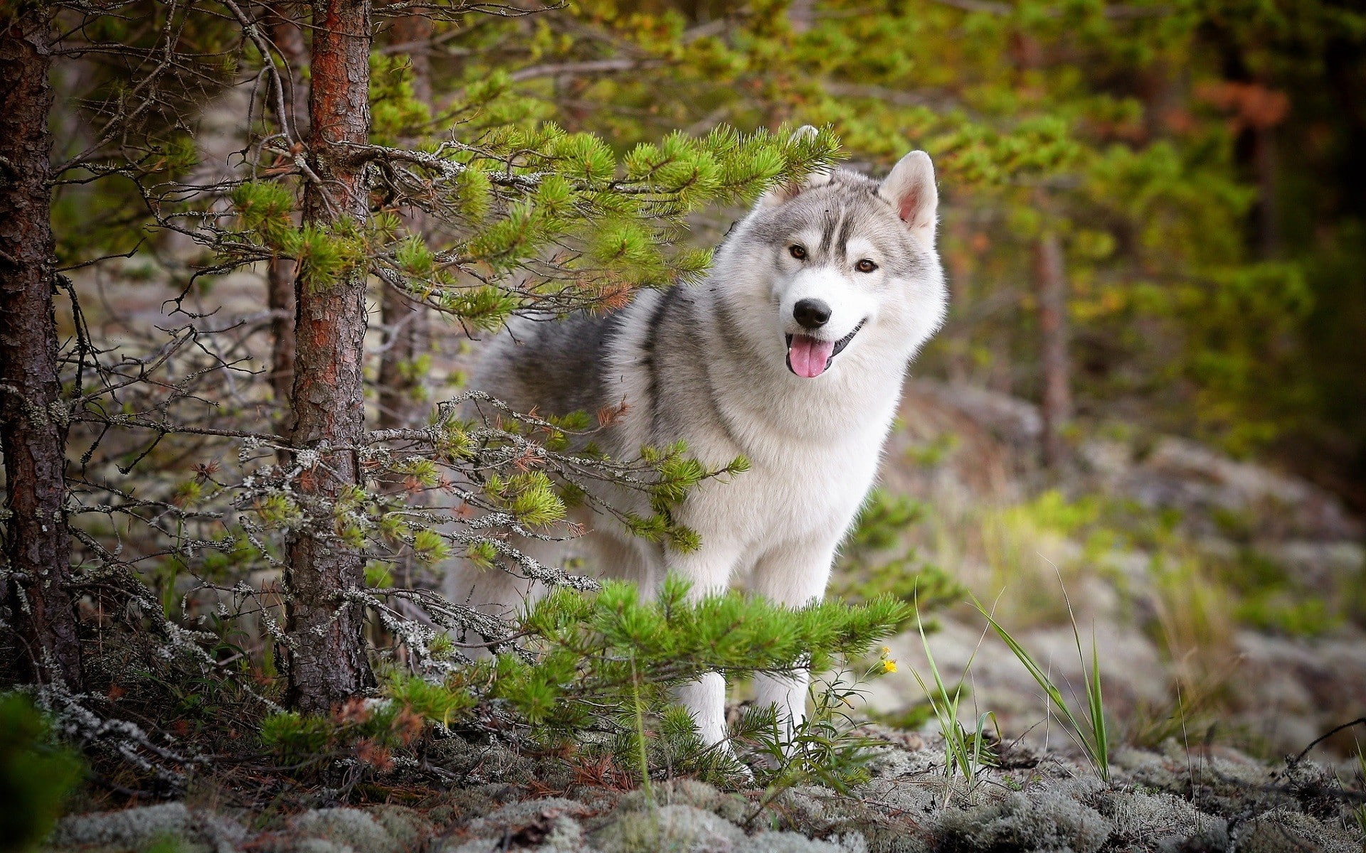 dog, Siberian Husky