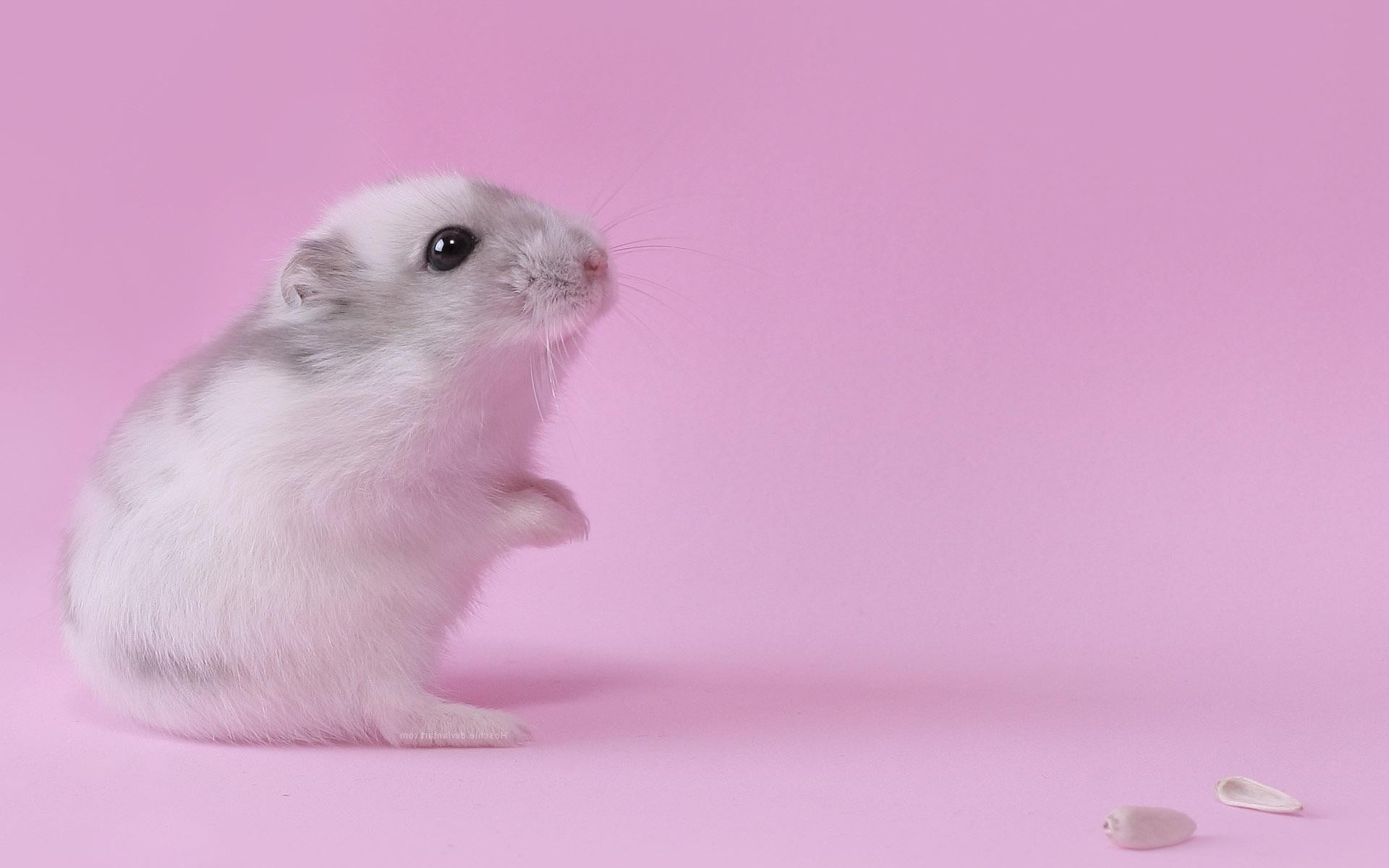 white and grey rodent, pink, animals, pink color, pets, mammal