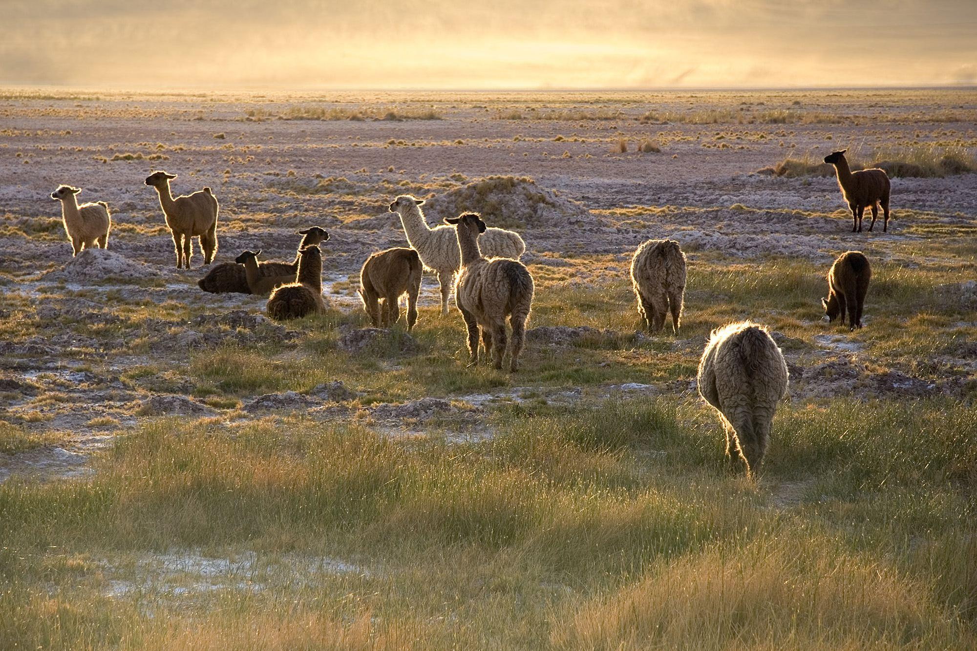 Lamas In Chile Valley, nature, animal, sunset, animals