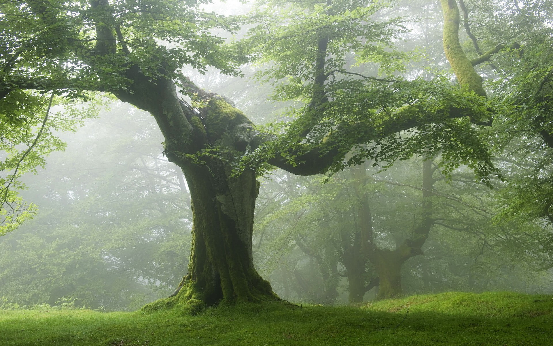 green tree, nature, forest, trees, landscape, mist, plant, beauty in nature
