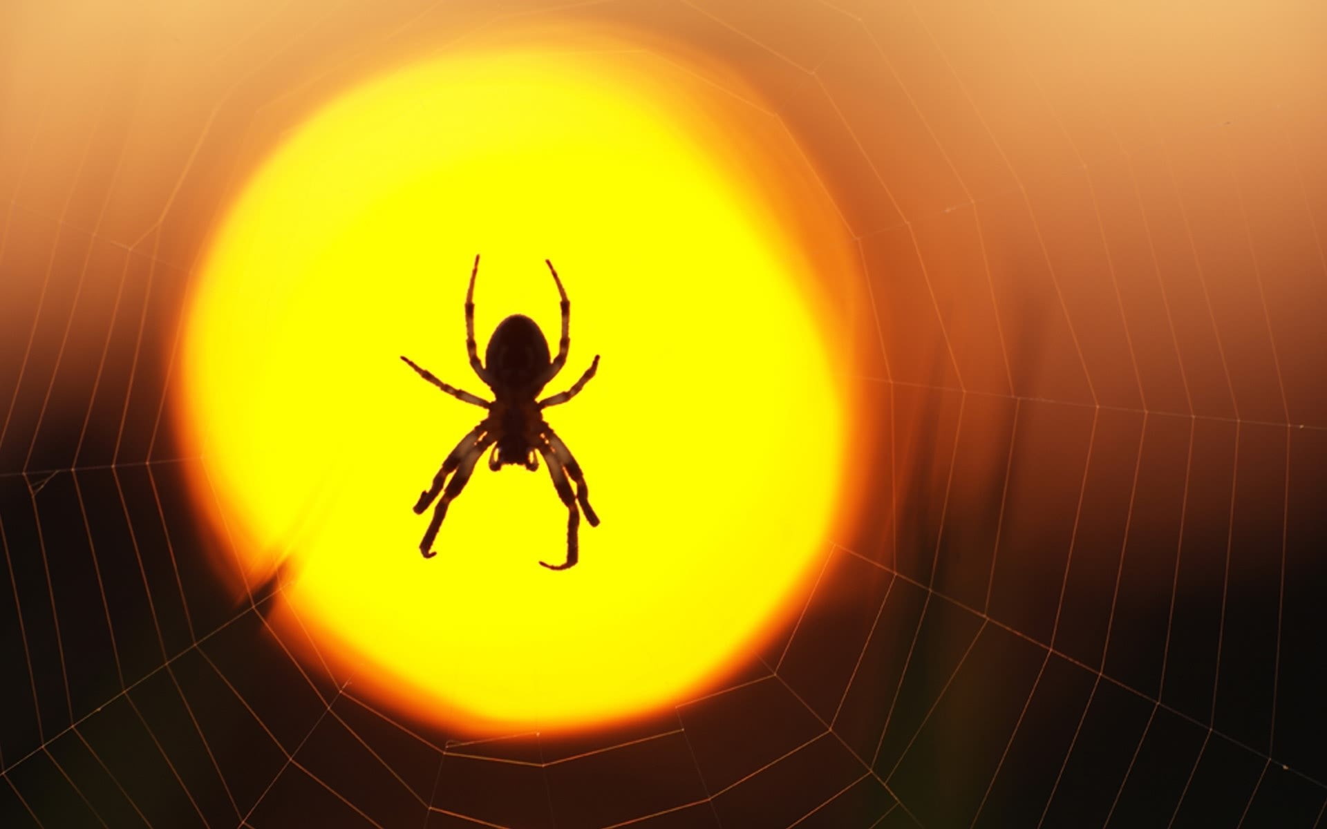 spider