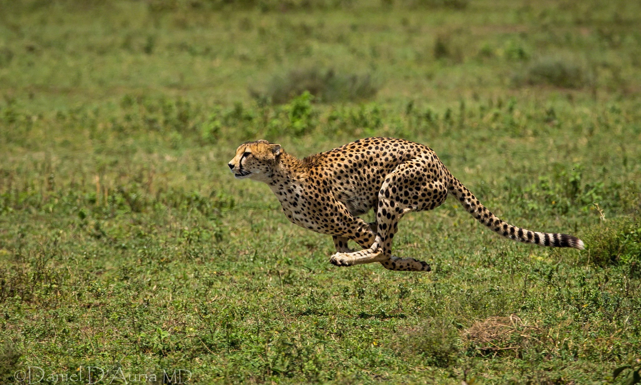 Cheetah running, Animal, runs, spots