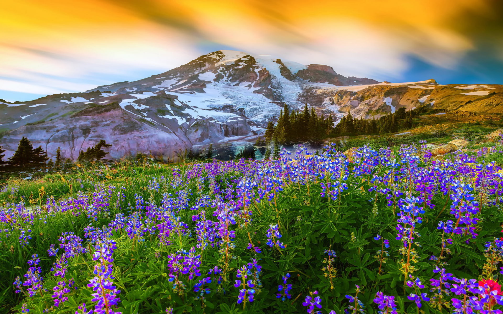 Mountain flower. Национальный парк Маунт-Рейнир. Альпийские Луга Франции. Альпийские Луга Эльбруса. Кордильеры Альпийские Луга.