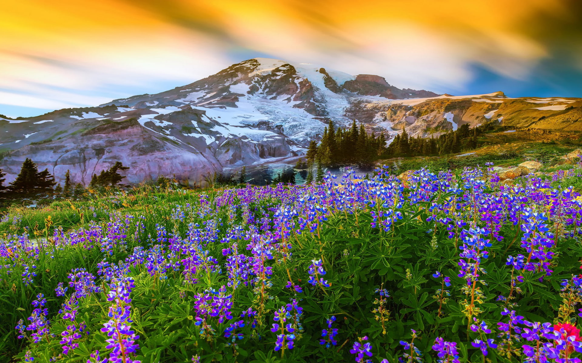 Beautiful Spring Landscape Nature Flowers Mountain Snow Mountain Paradise On Earth Mount Rainier National Park United States Desktop Wallpaper Hd 1920×1200