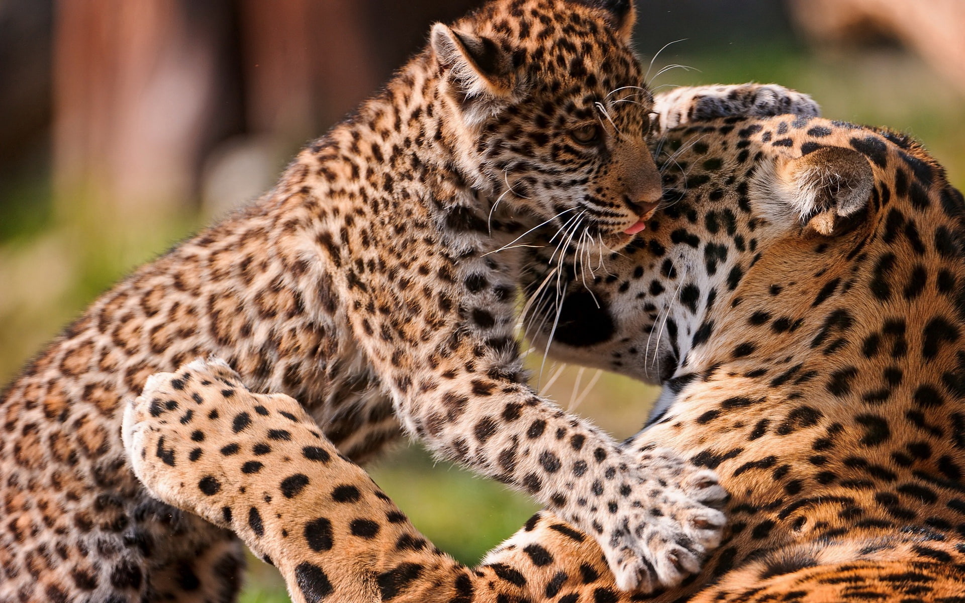 leopard