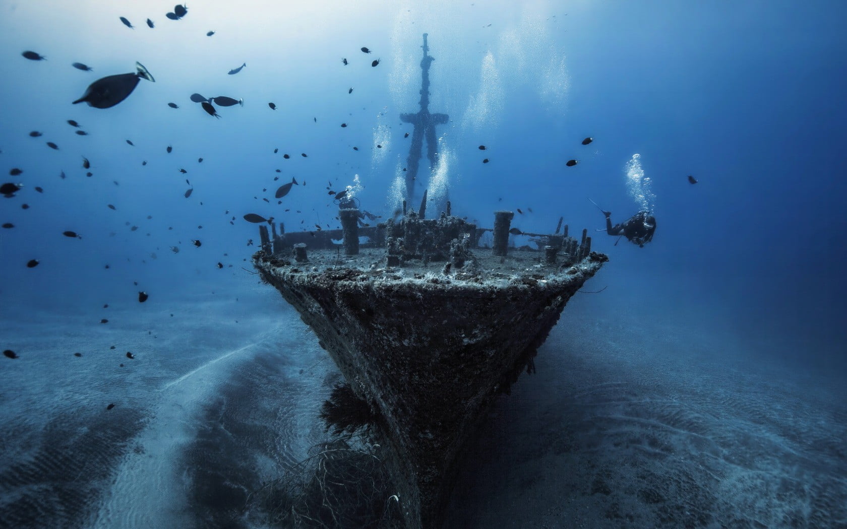 sunken ship photo, underwater, fish, shipwreck, divers, sea, animals in the wild