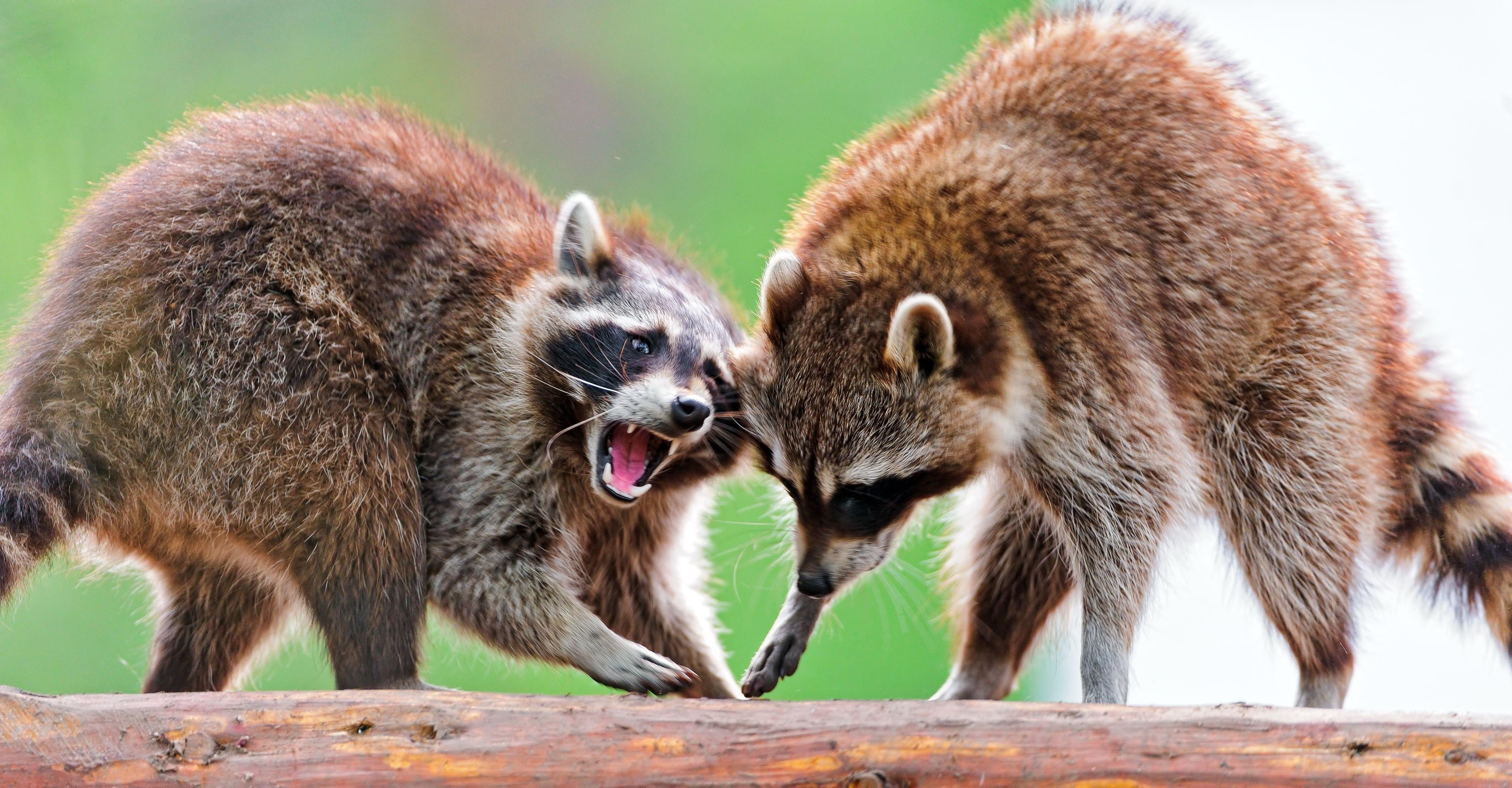 raccoons, raccoon, couple, fight, two brown raccoons