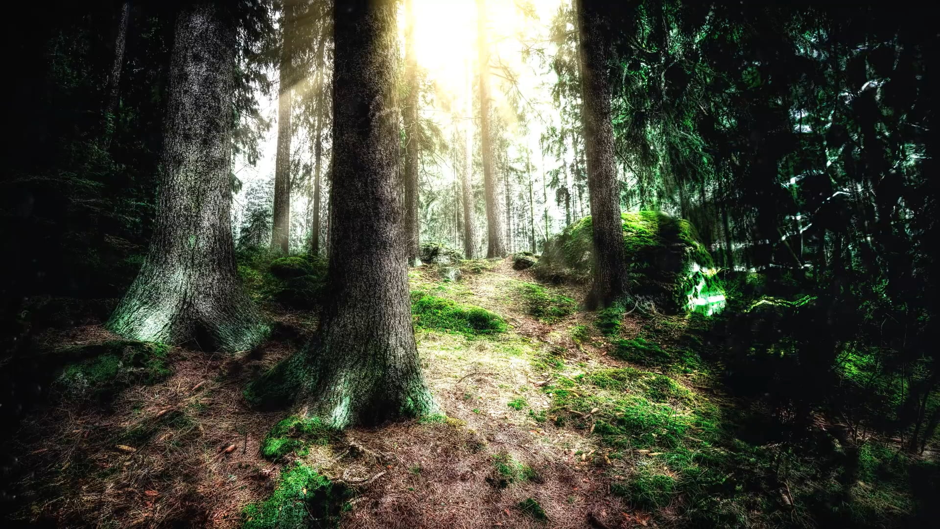 Free download | HD wallpaper: Wintersun, The Forest Seasons, nature ...