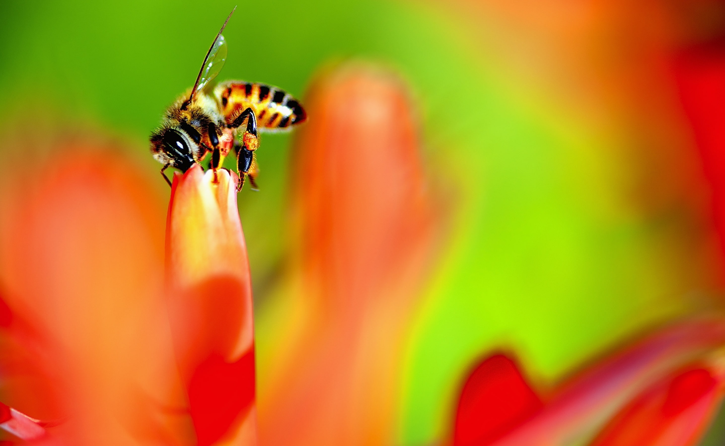 Honey Bee collecting Nectar from a Flower, Animals, Insects, Nature