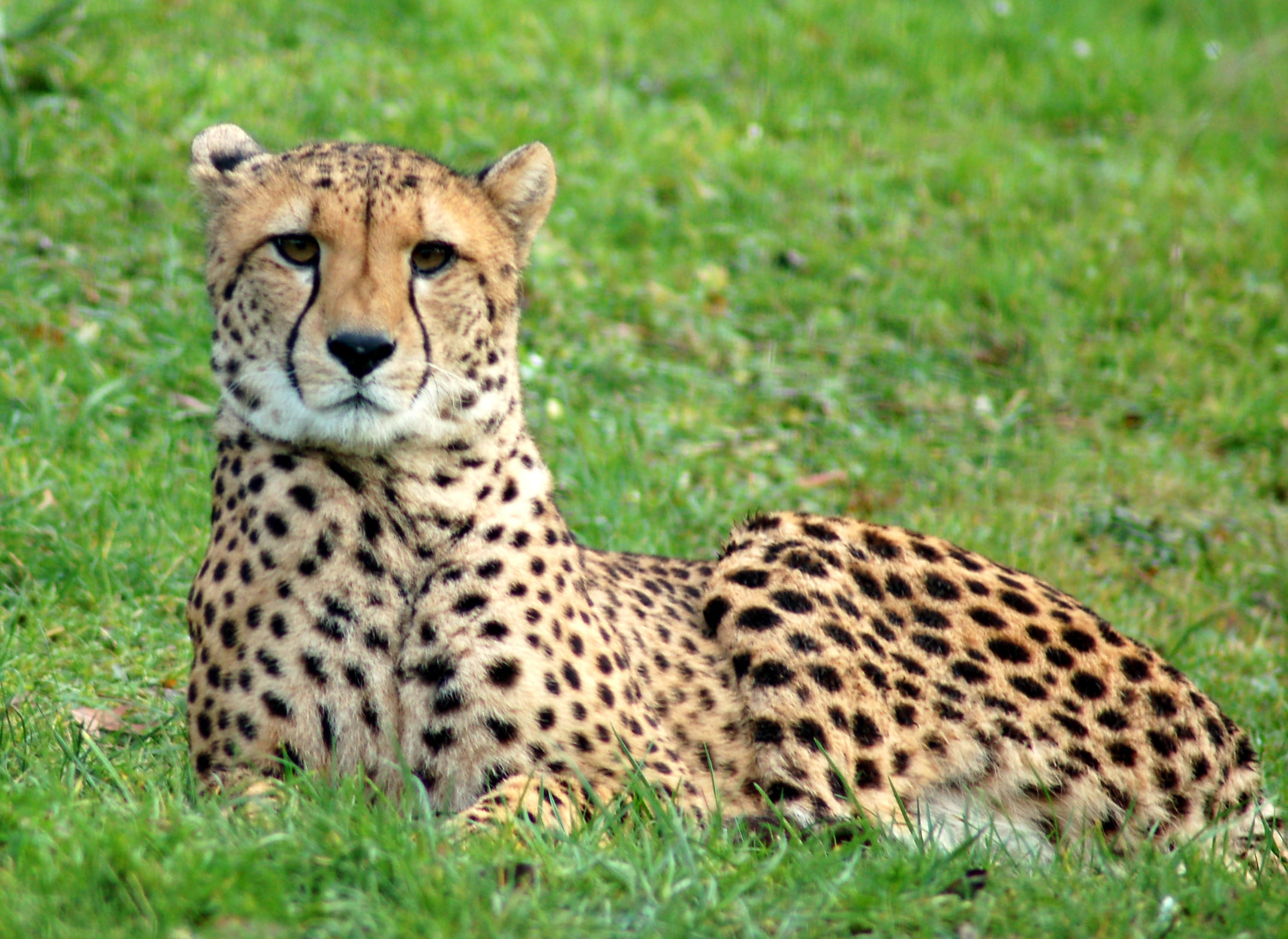 Cheetah on green grass, Tierpark, Aachen, Deutschland, Germany