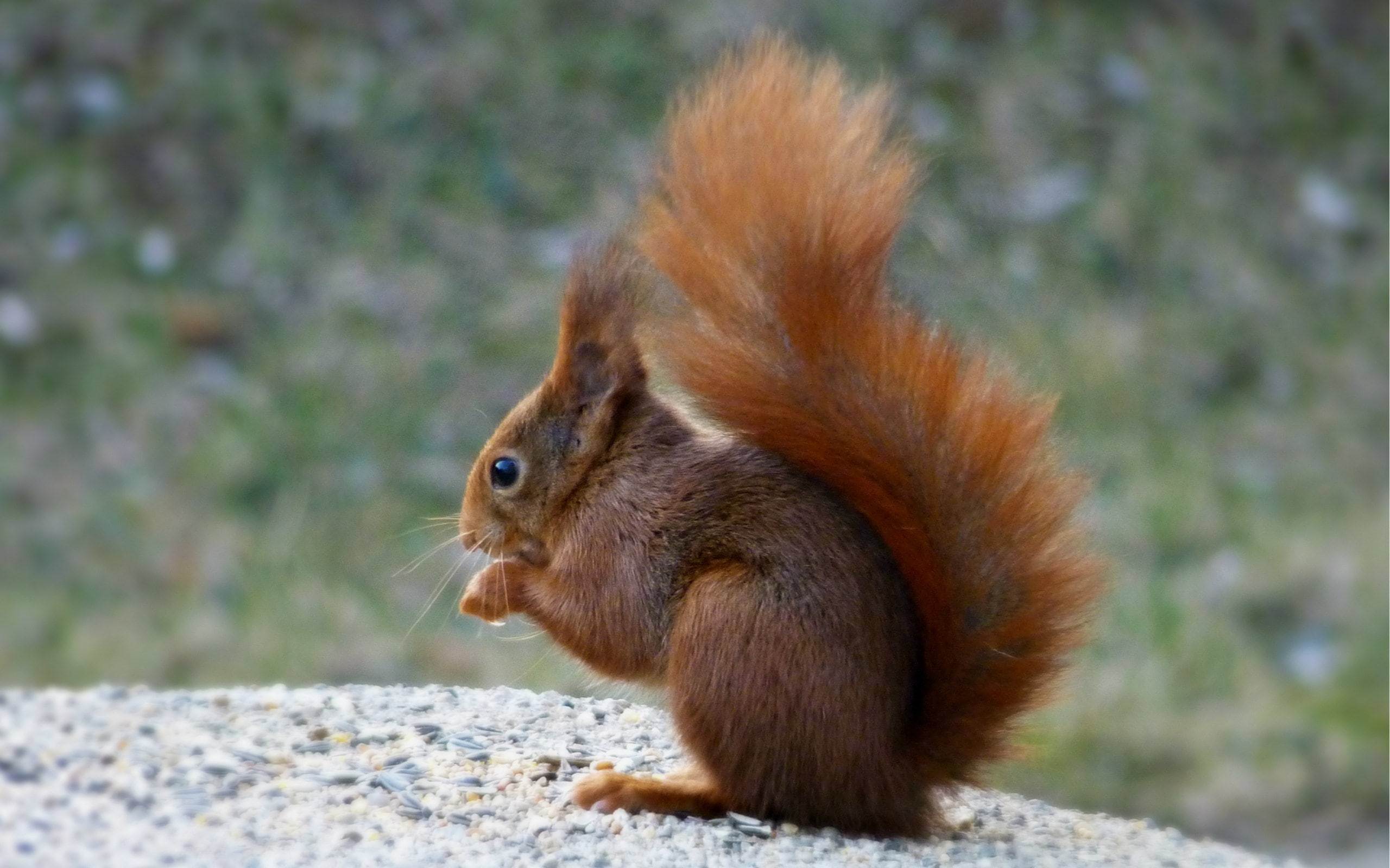 squirrel