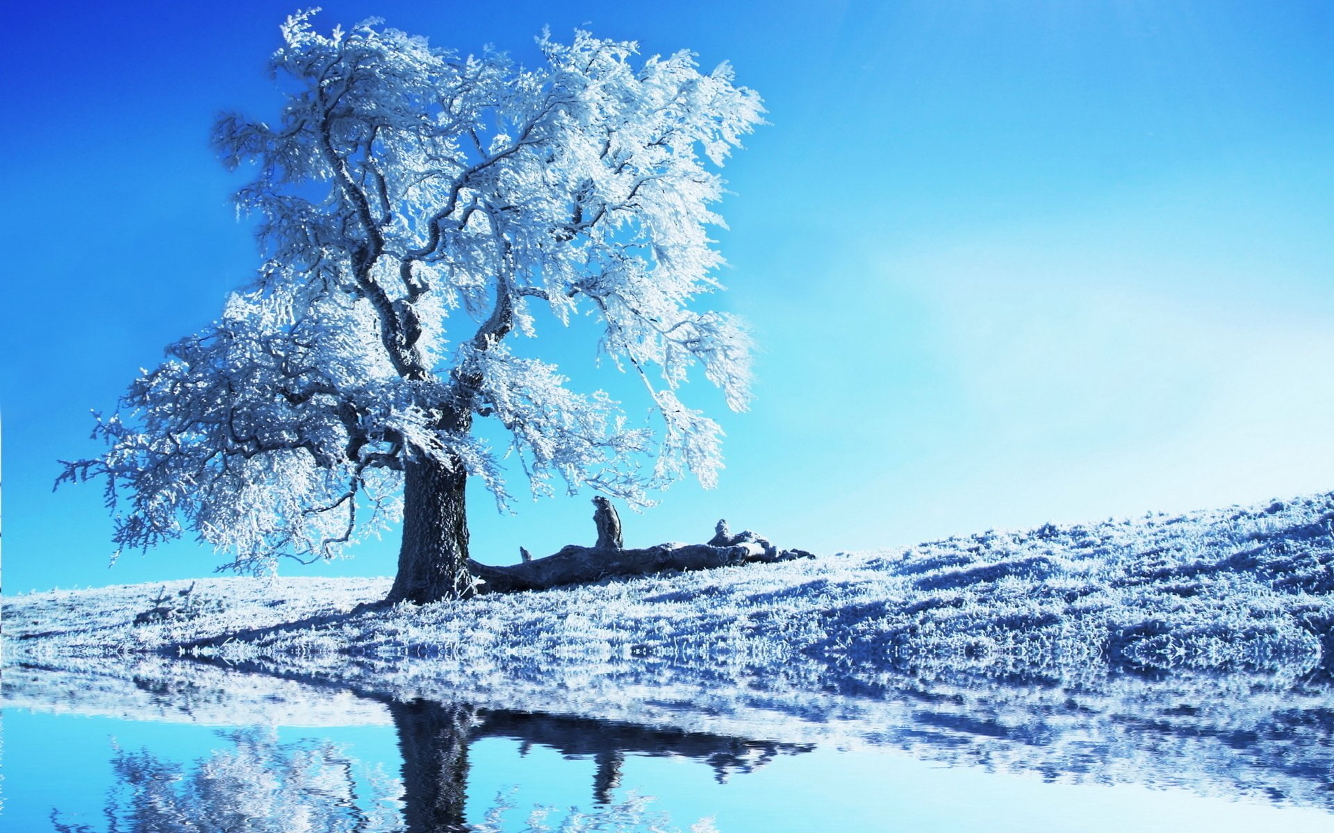 snowcovered tree, Earth, Winter