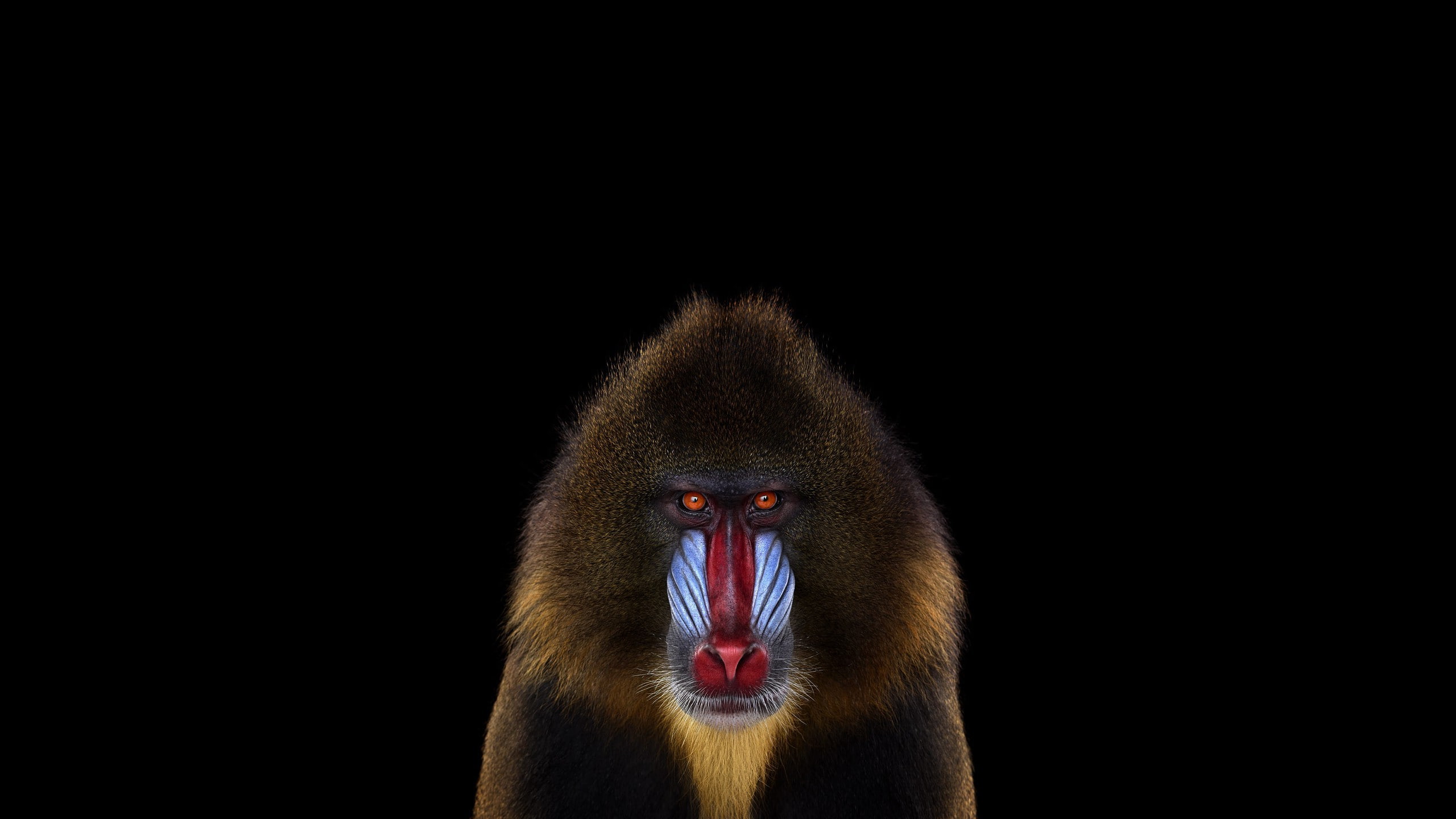 photography mammals monkeys simple background mandrill, primate