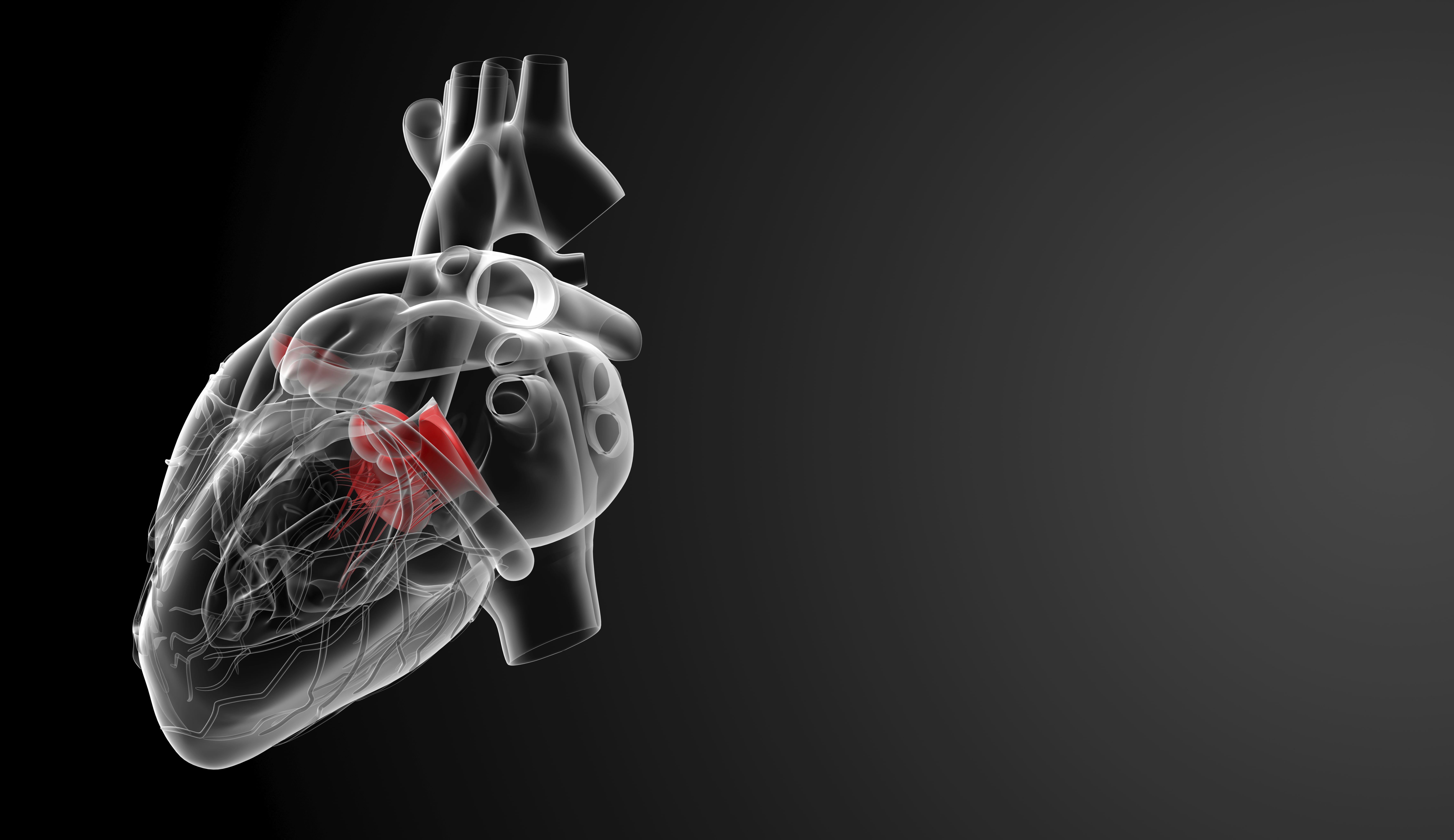 white and red heart illustration, medicine, human organ, studio shot